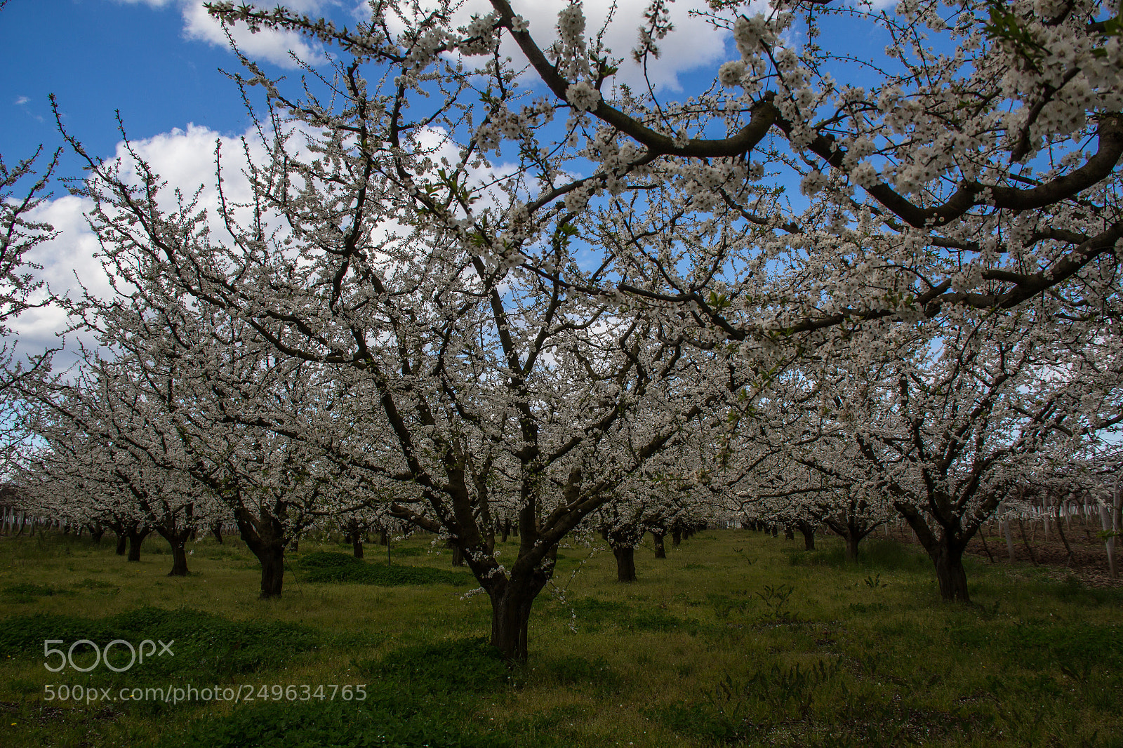 Canon EOS 60D sample photo. Springtime photography
