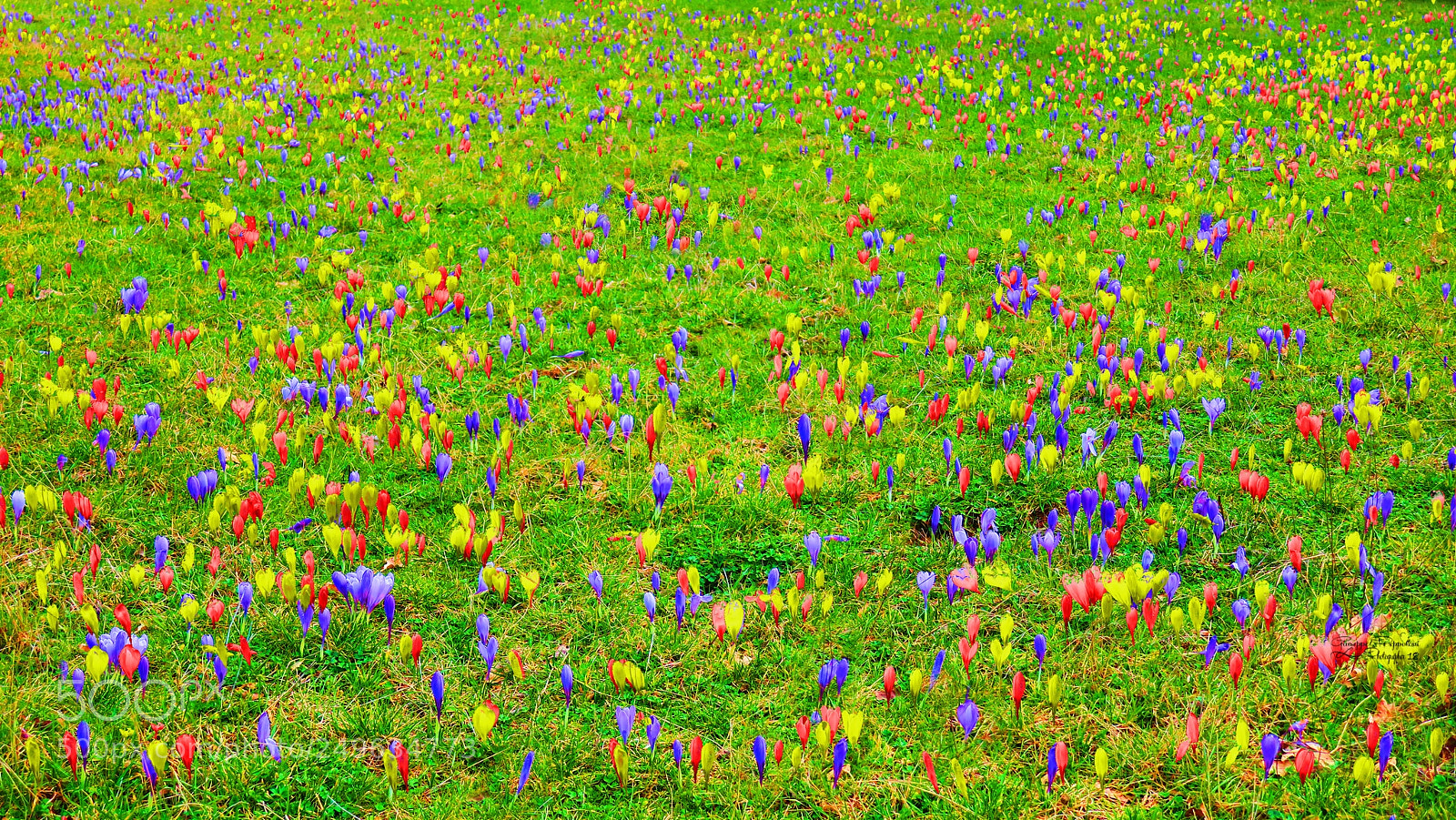 Canon PowerShot G3 X sample photo. Crocuc vernus photography