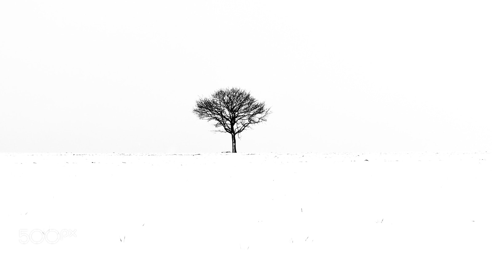 Nikon D5500 sample photo. Lone tree minimalism photography