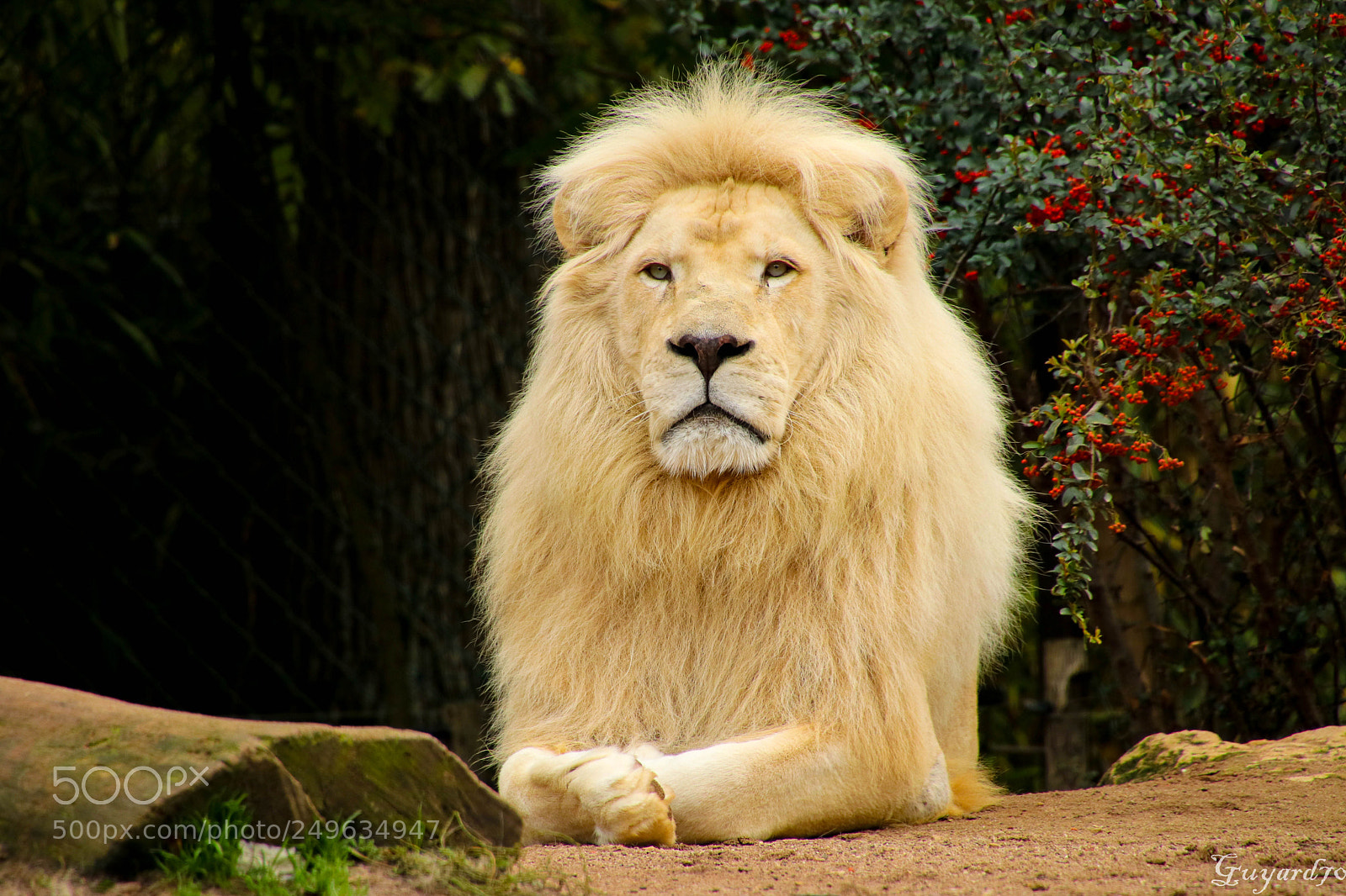 Canon EOS 80D sample photo. White lion photography
