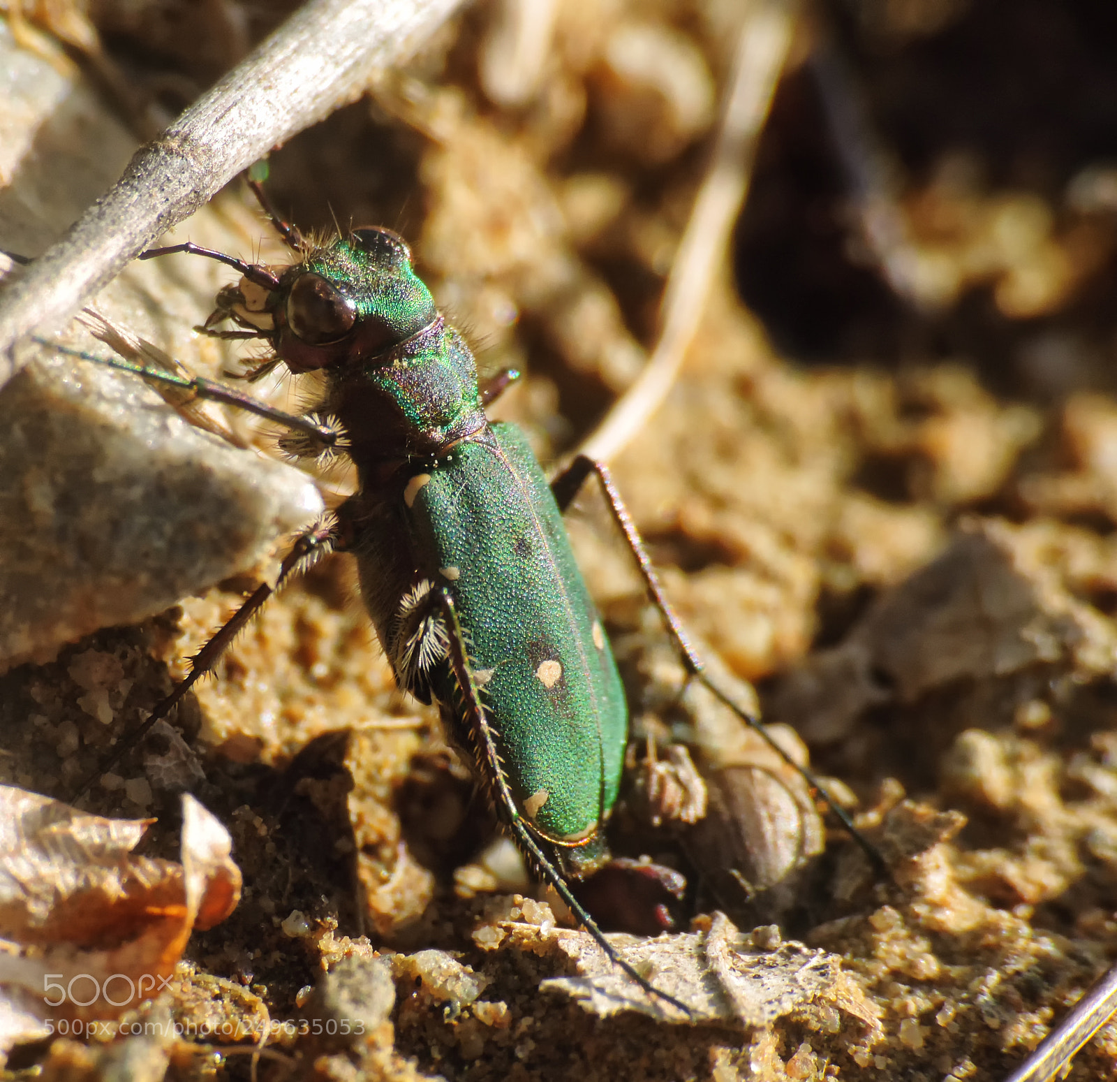 Nikon Coolpix P520 sample photo. Cicindela campestris photography
