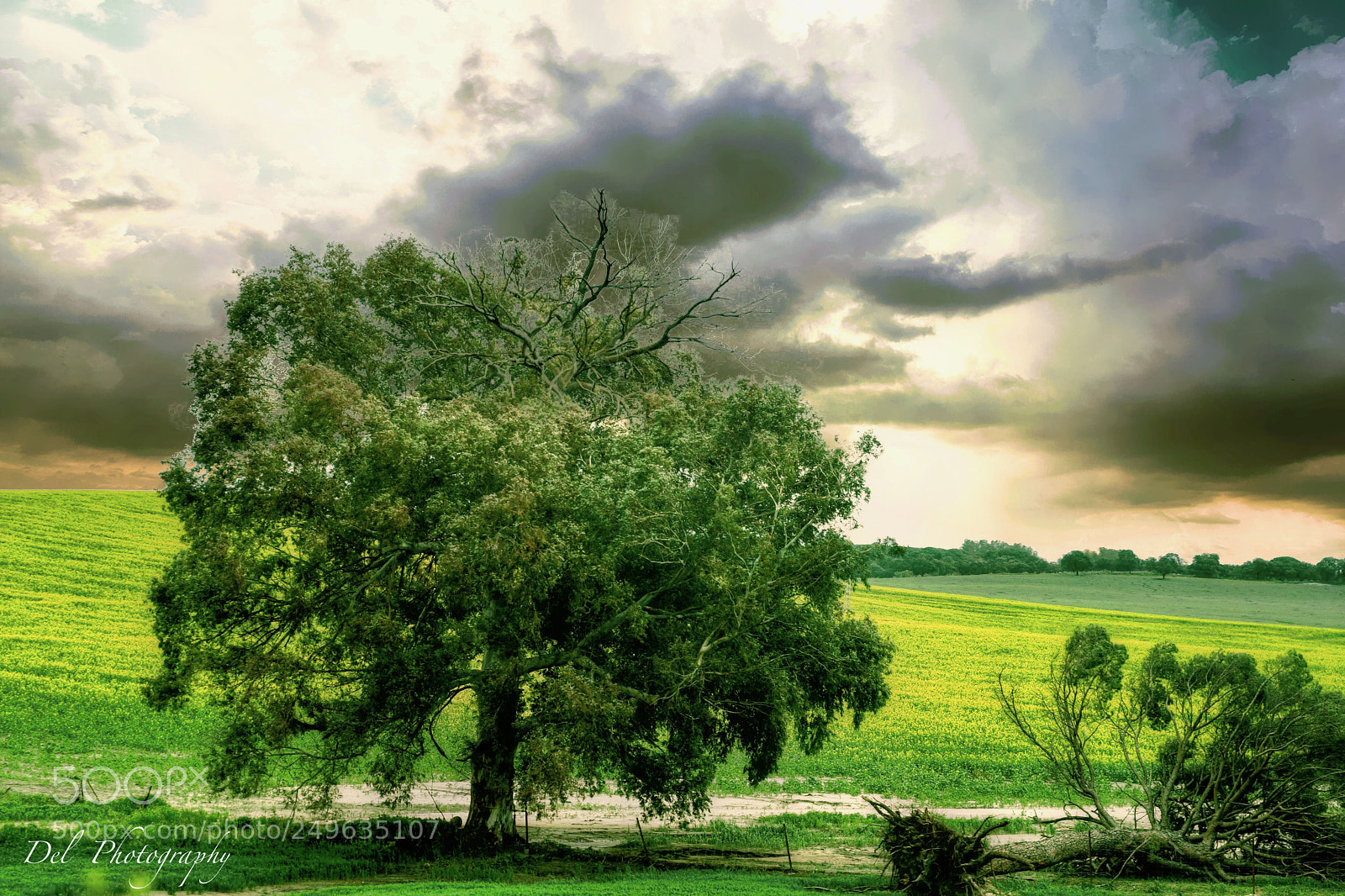 Nikon D500 sample photo. Field photography
