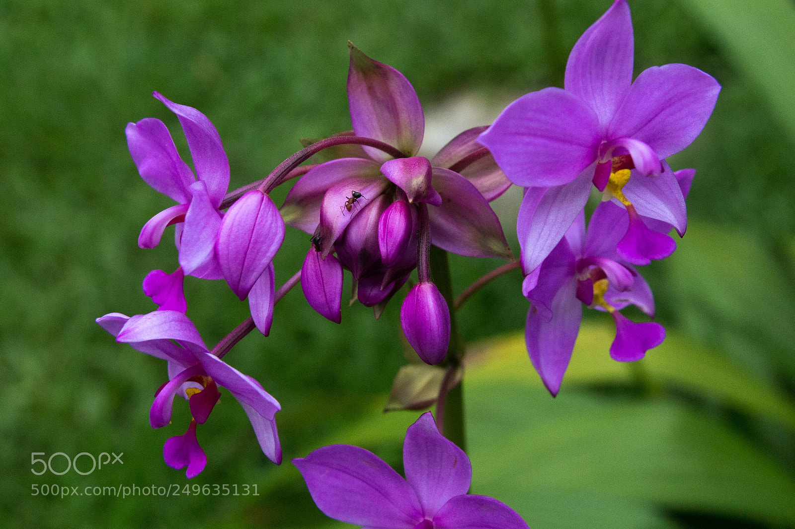 Canon EOS 650D (EOS Rebel T4i / EOS Kiss X6i) sample photo. Soroa photography