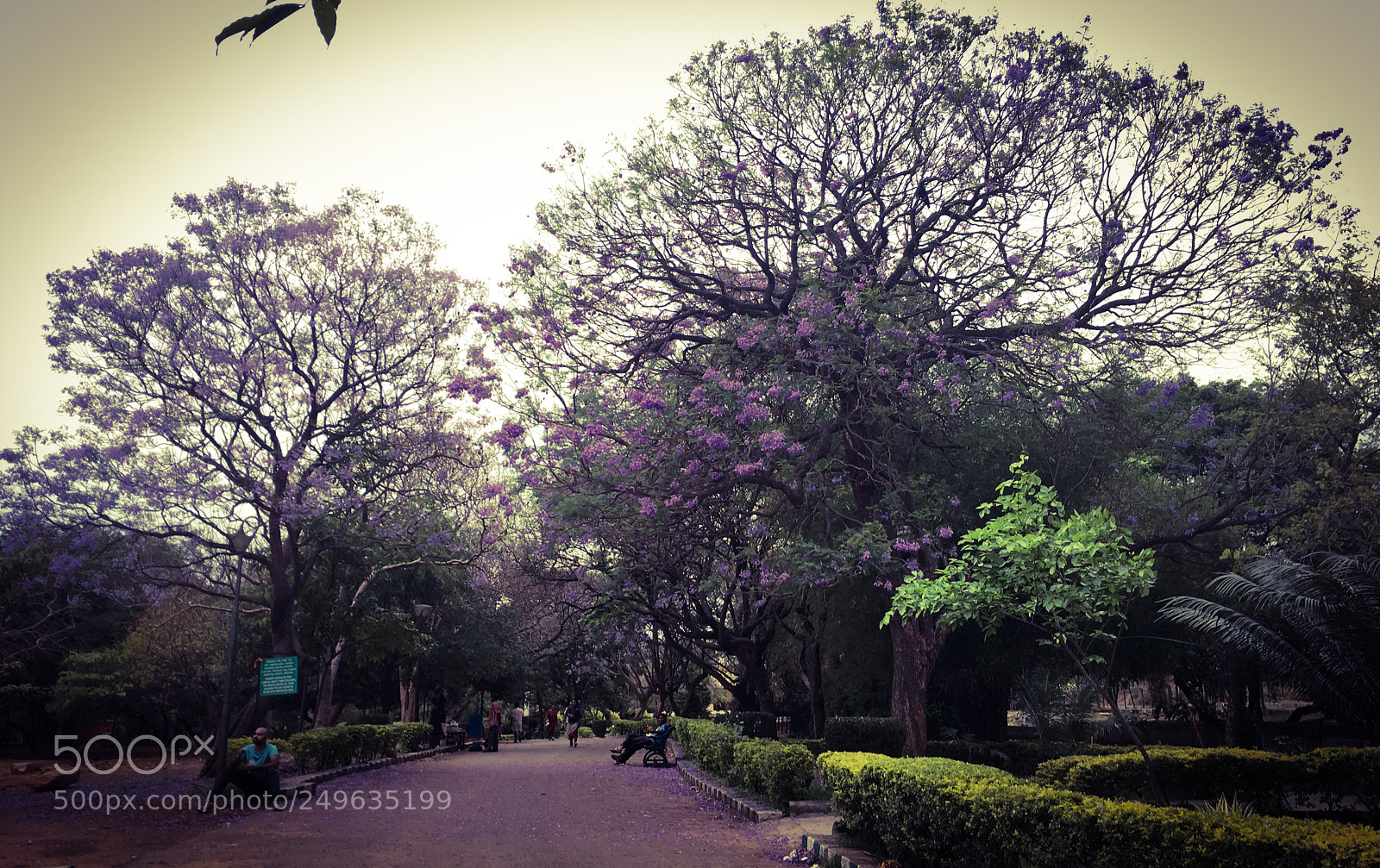 Apple iPhone 6s Plus sample photo. Purple bauhinia photography