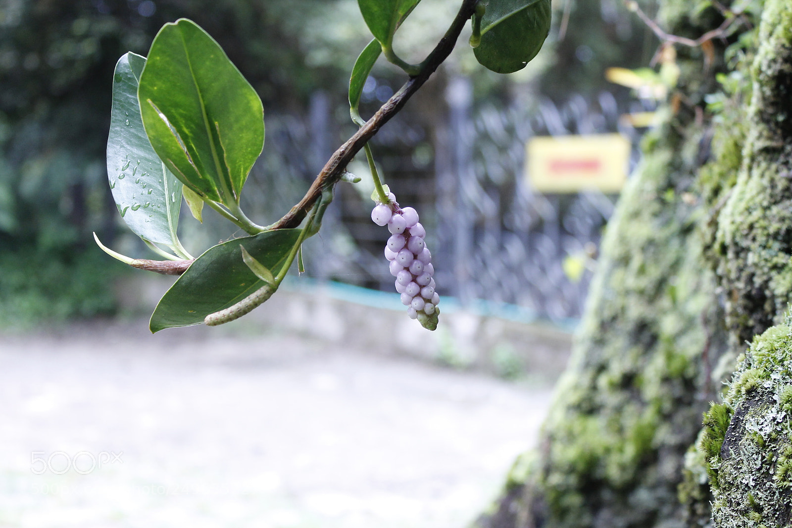 Canon EOS 1100D (EOS Rebel T3 / EOS Kiss X50) sample photo. Pretty seeds photography