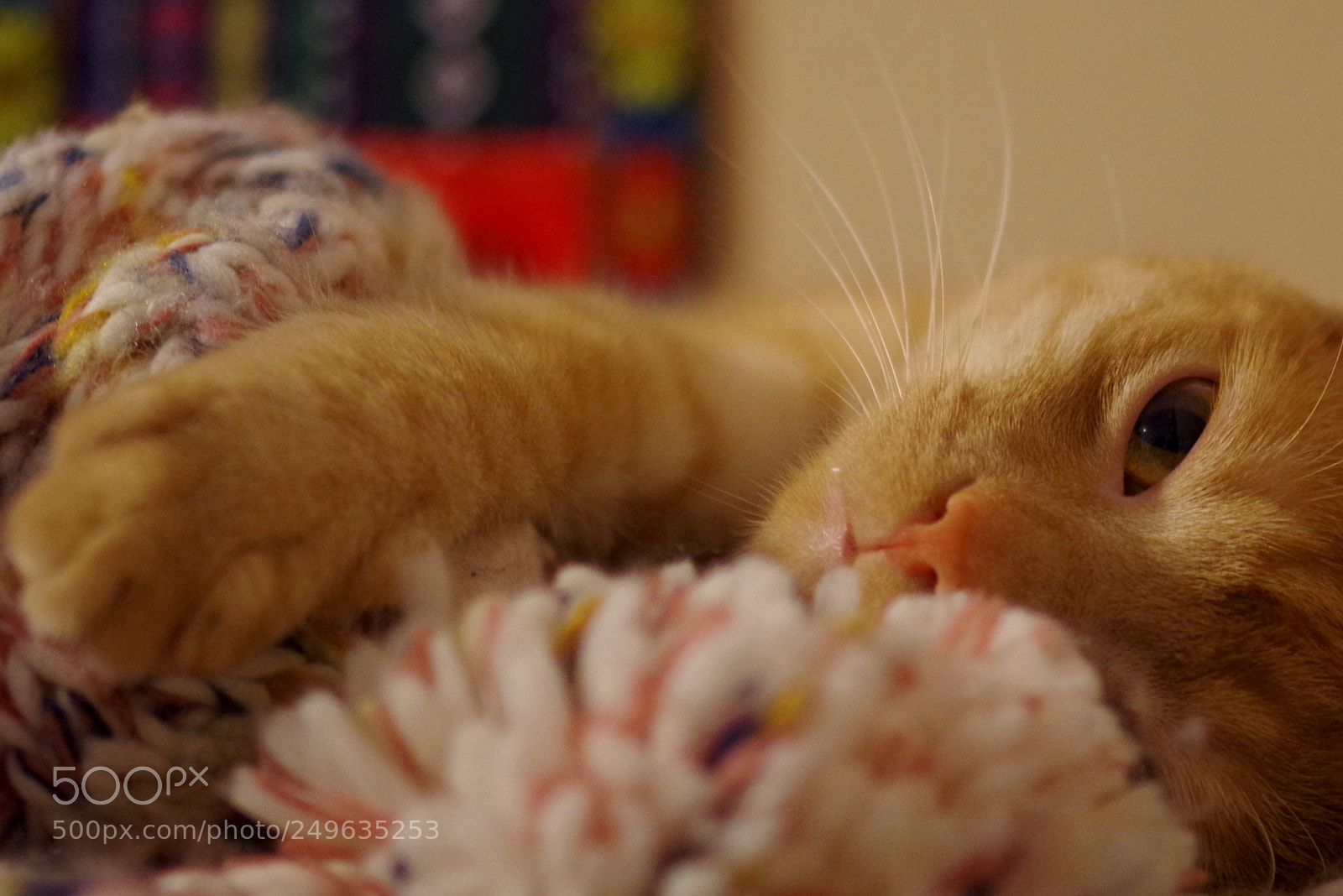 Pentax K-50 sample photo. Lazy saturday photography