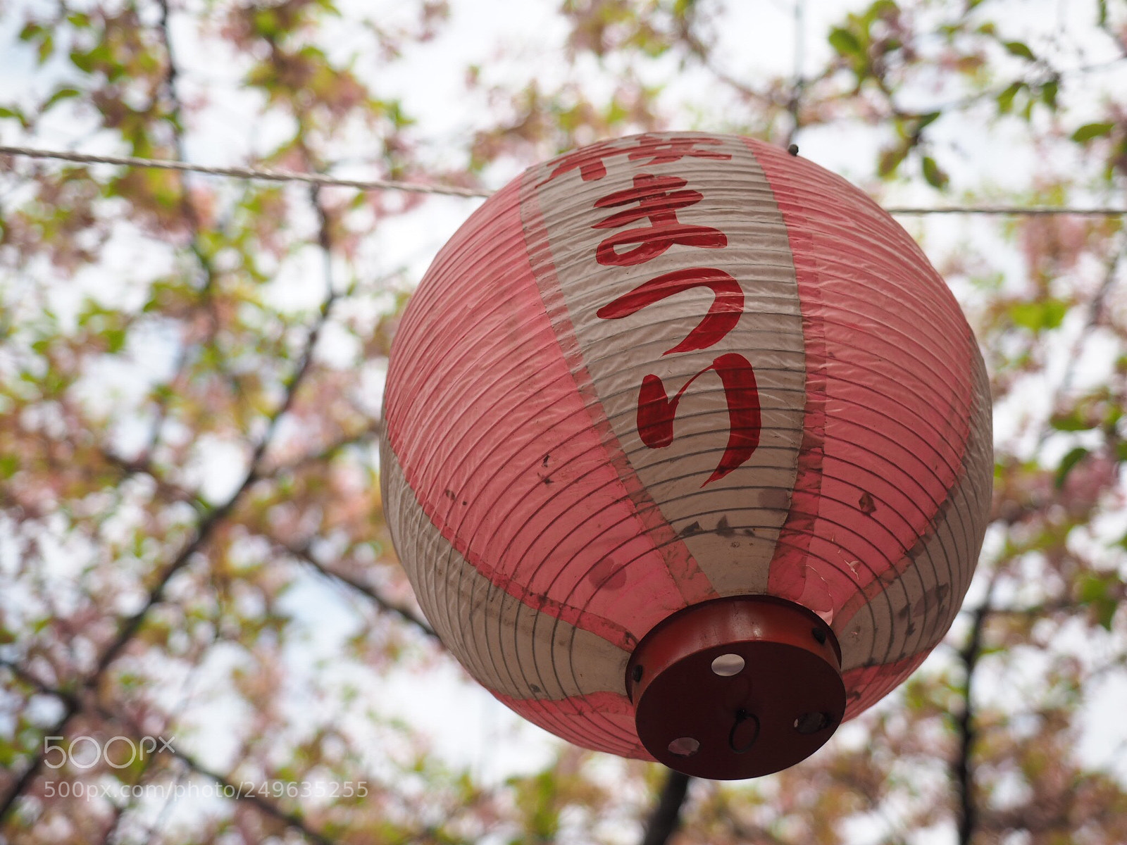 Olympus OM-D E-M1 sample photo. Sakura festival photography
