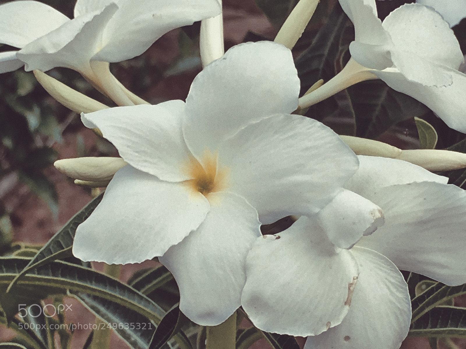 Apple iPhone SE sample photo. Plumeria flower photography