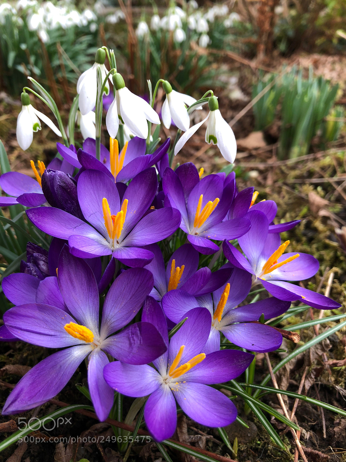 Apple iPhone X sample photo. Springtime photography
