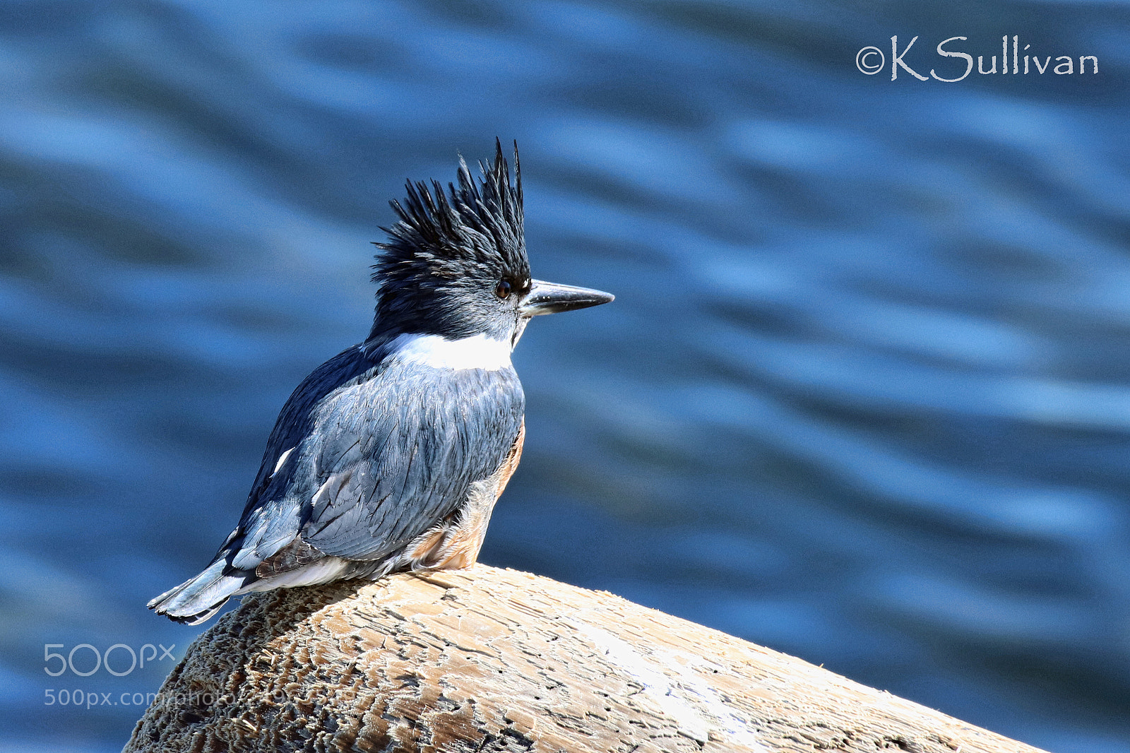 Canon EOS 77D (EOS 9000D / EOS 770D) sample photo. Blue on blue photography