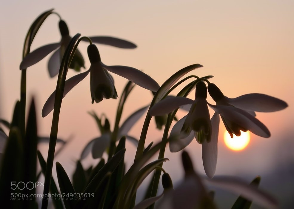 Nikon D5100 sample photo. Snowdrops... photography