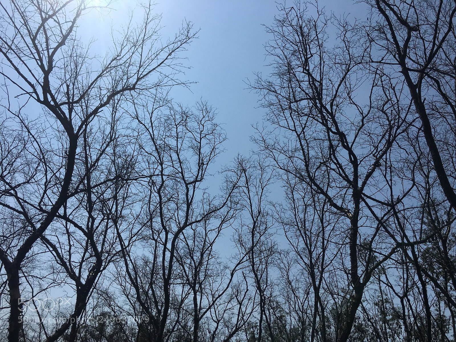 Apple iPhone 6s sample photo. Dry trees , died photography