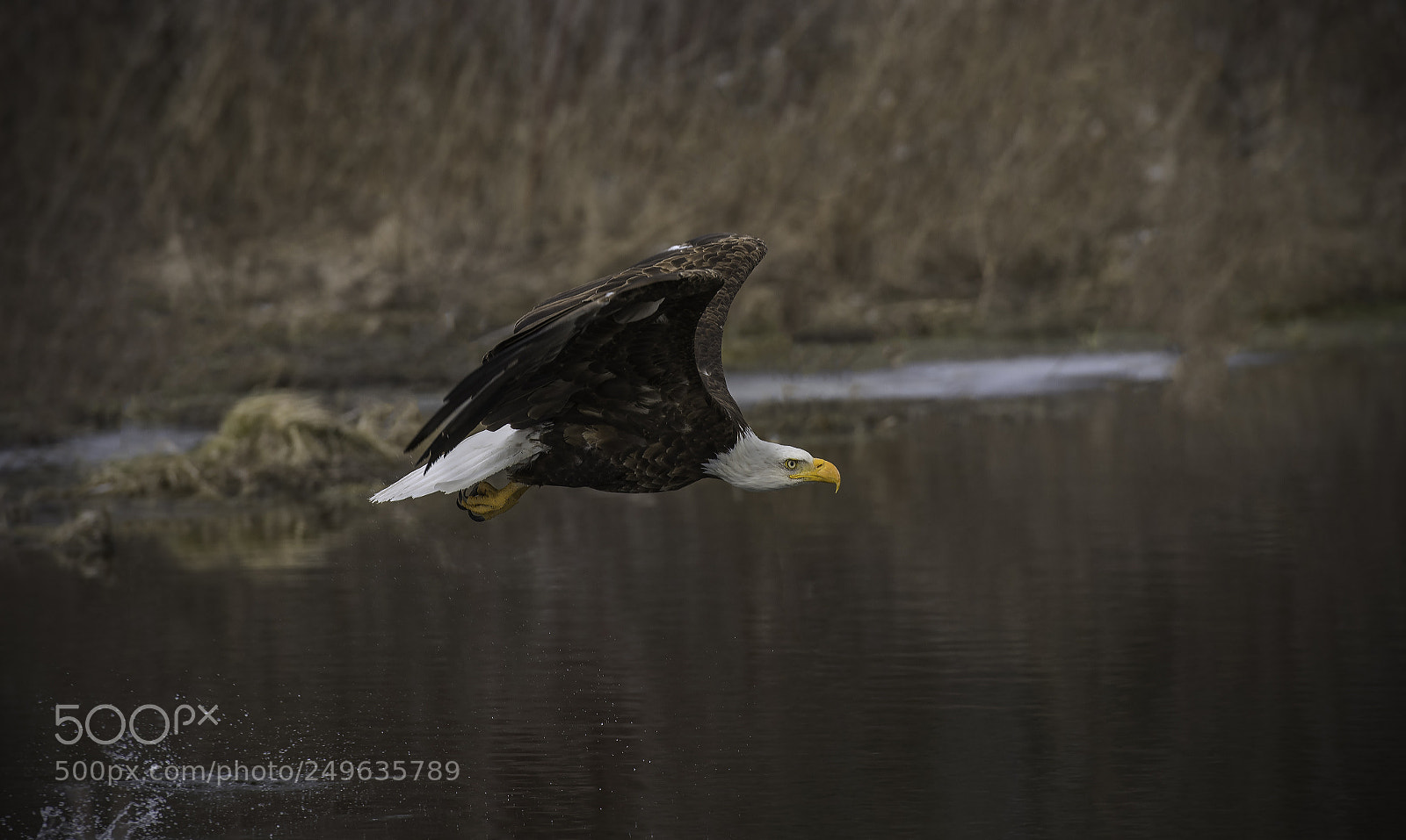 Nikon D500 sample photo. Bald eagle photography