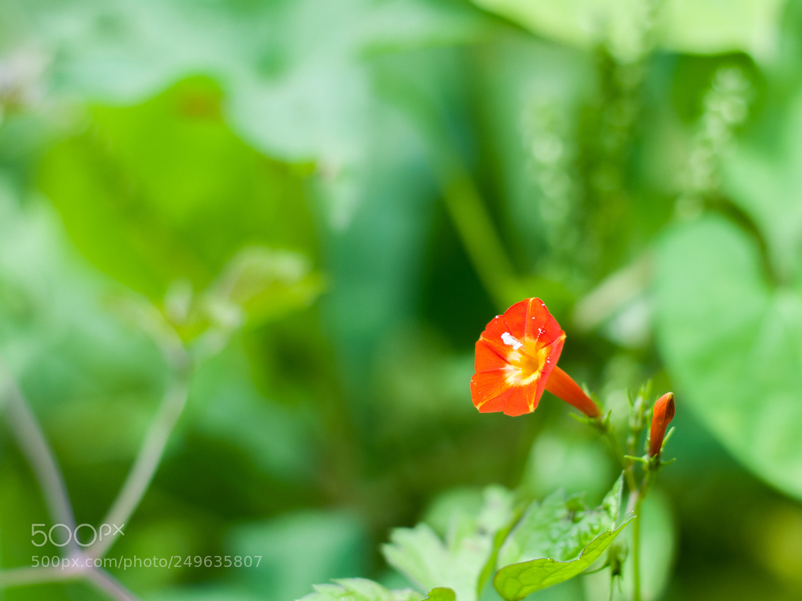 Nikon D80 sample photo. Beautiful korean wild flower photography