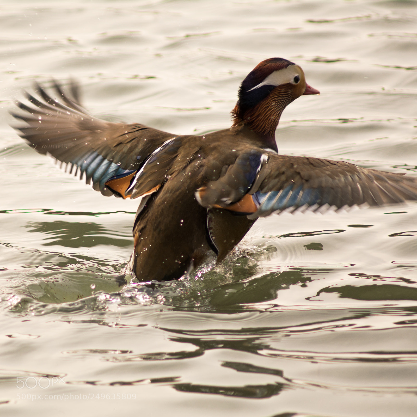 Nikon D7100 sample photo. The duck is preparing photography