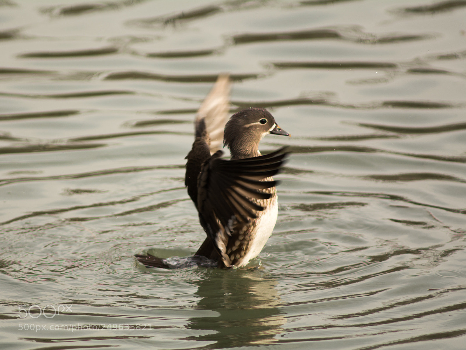 Nikon D7100 sample photo. The duck is shaking photography