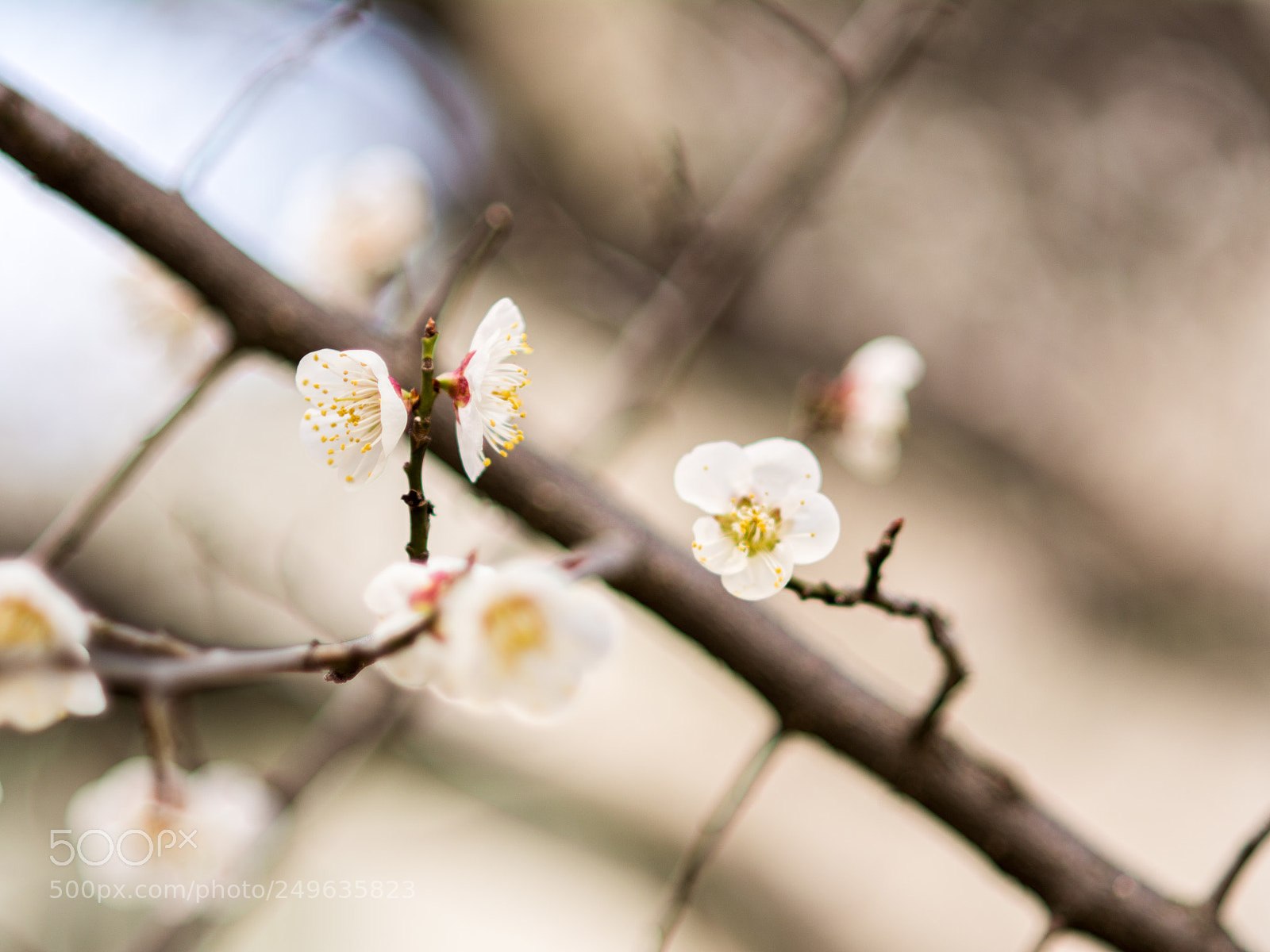 Nikon D7100 sample photo. White beautiful cherry flowers photography