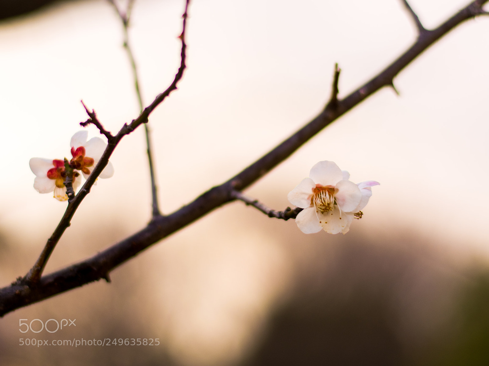Nikon D7100 sample photo. Beautiful cherry flowers photography