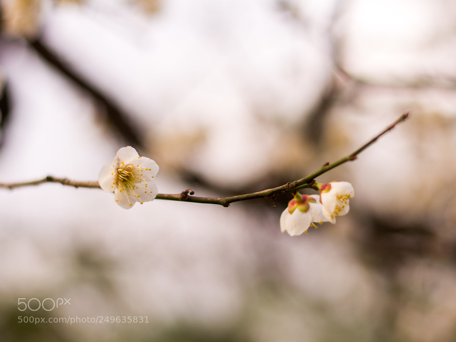Nikon D7100 sample photo. A cherry flower branch photography