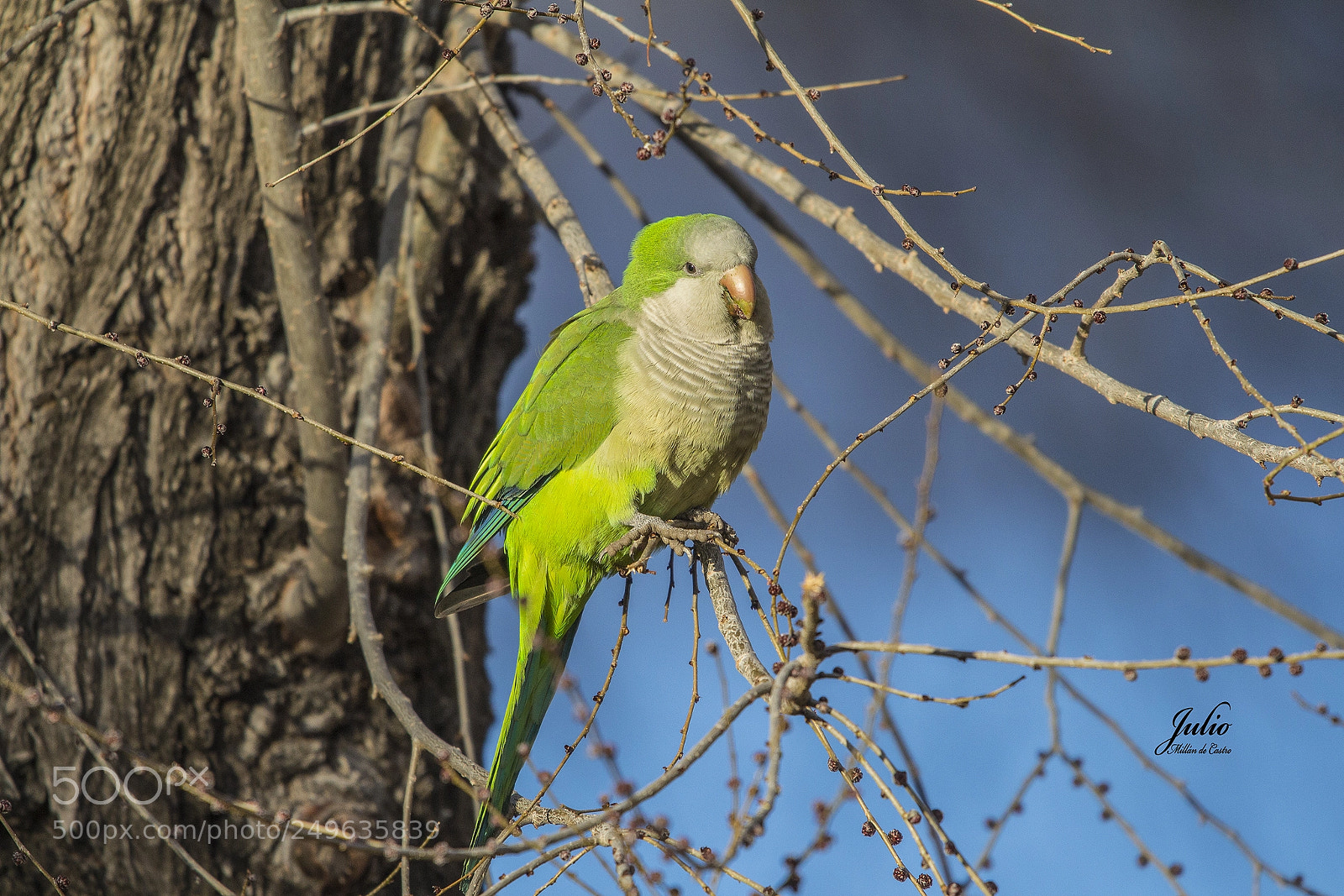 Canon EOS 650D (EOS Rebel T4i / EOS Kiss X6i) sample photo. Cotorra argentina photography