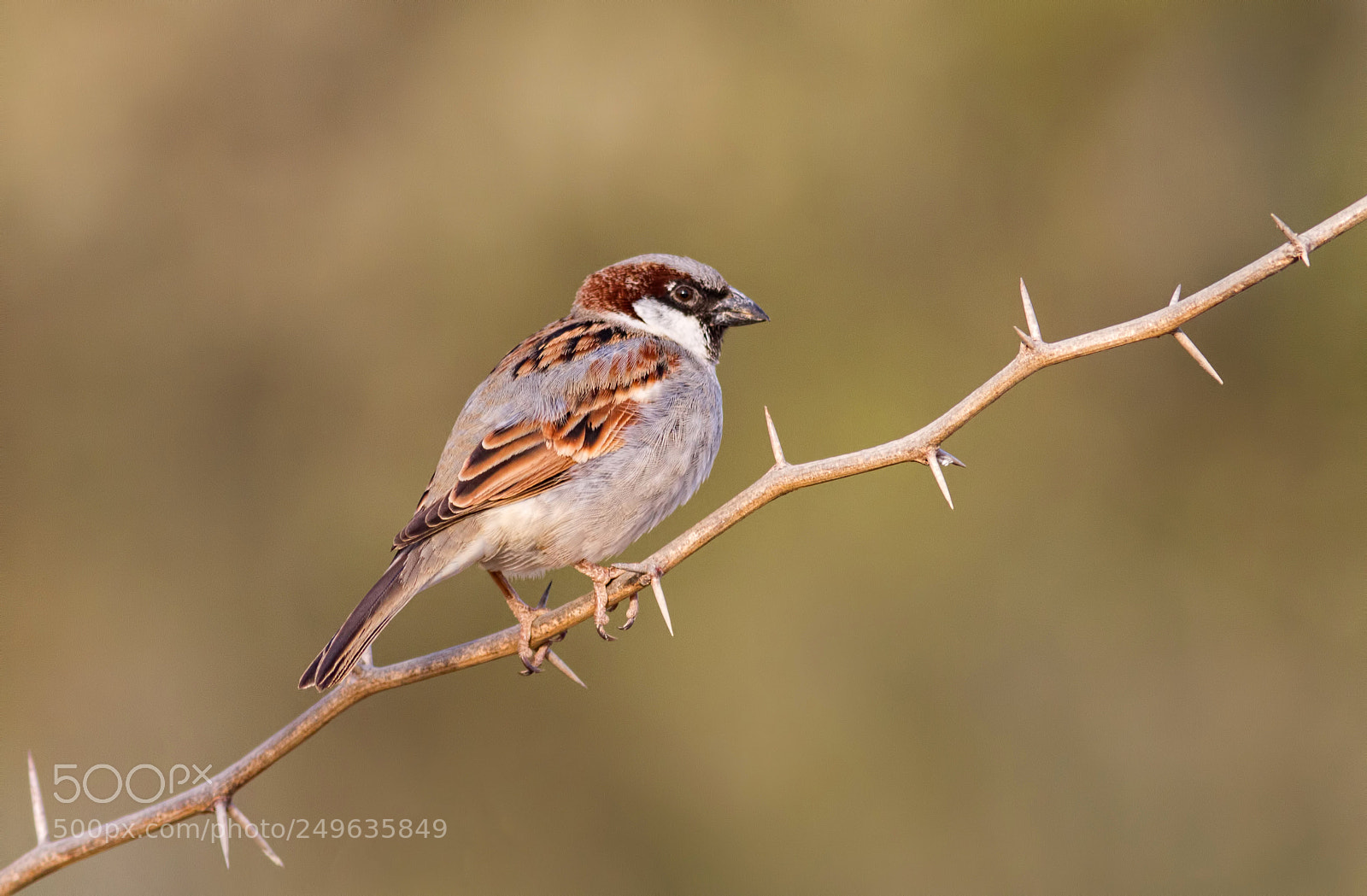 Canon EOS 7D sample photo. House sparrow... photography