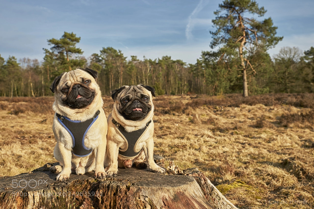 Sony SLT-A99V sample photo. Everything for a treat photography