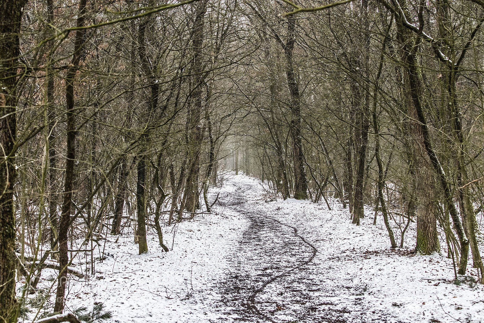 Canon EOS 77D (EOS 9000D / EOS 770D) sample photo. Neverending winter photography