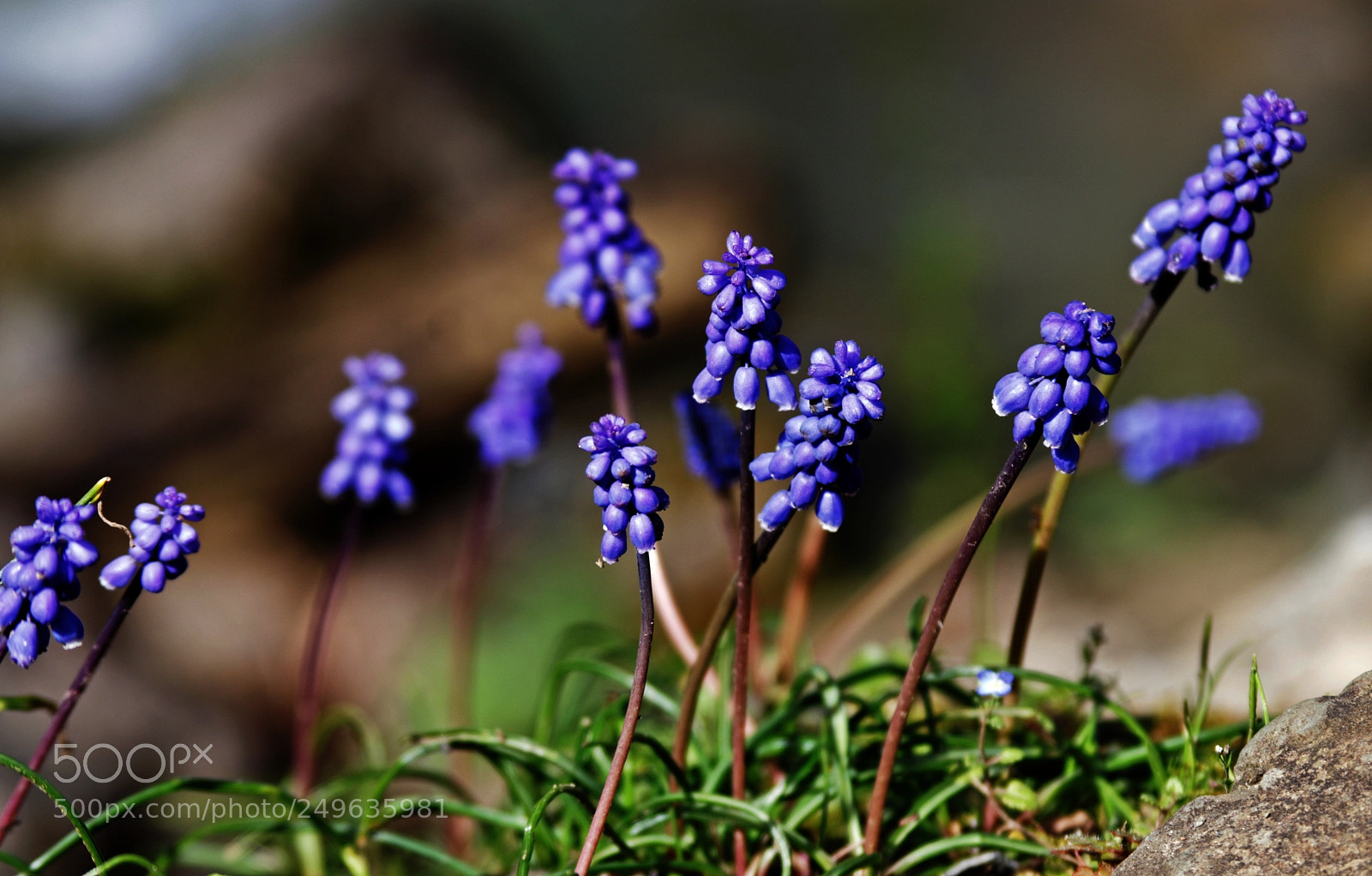 Canon EOS 80D sample photo. Wild flowers... photography