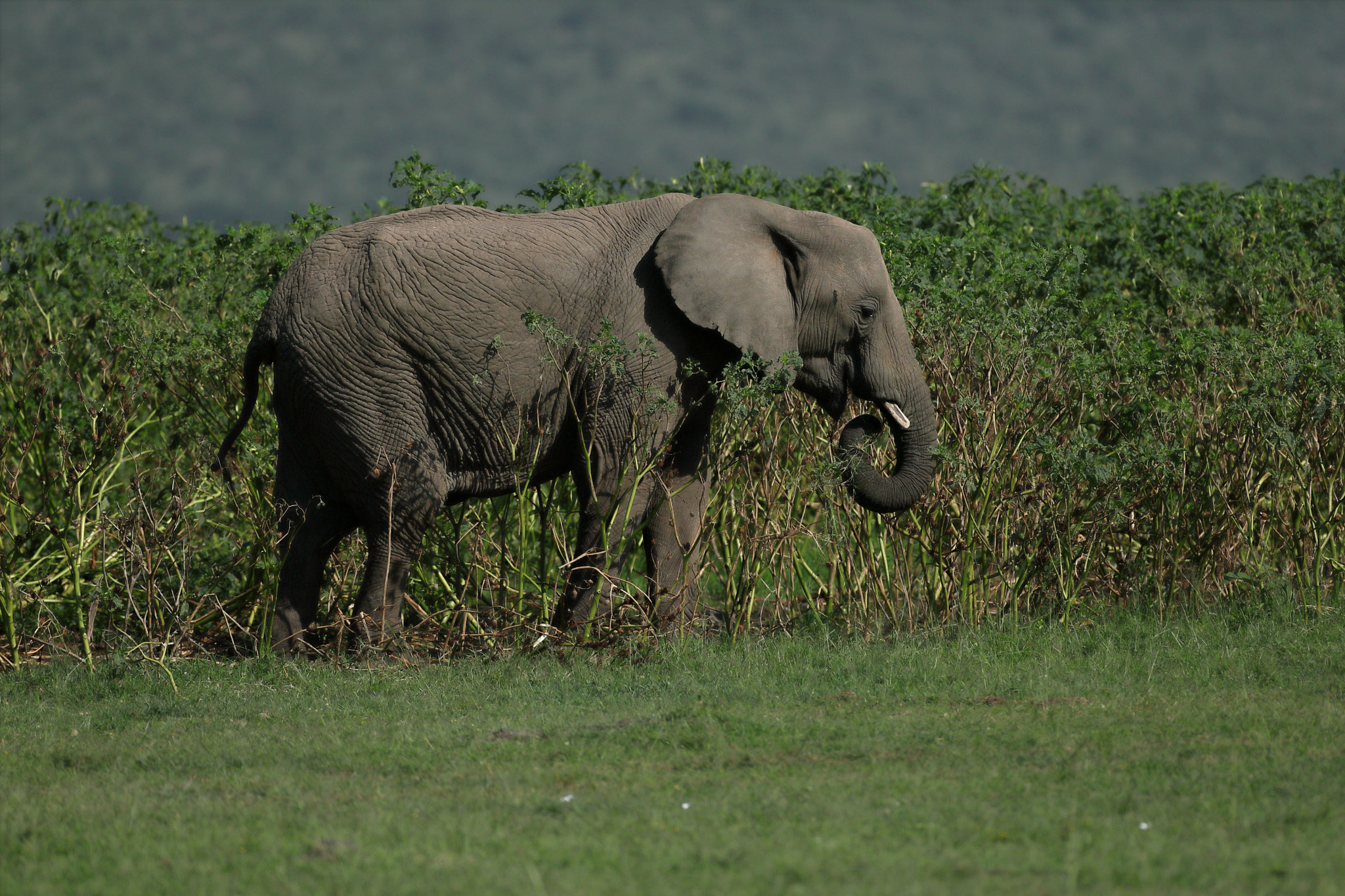 Canon EOS 5D Mark IV + Canon EF 500mm F4L IS USM sample photo. Elephant photography