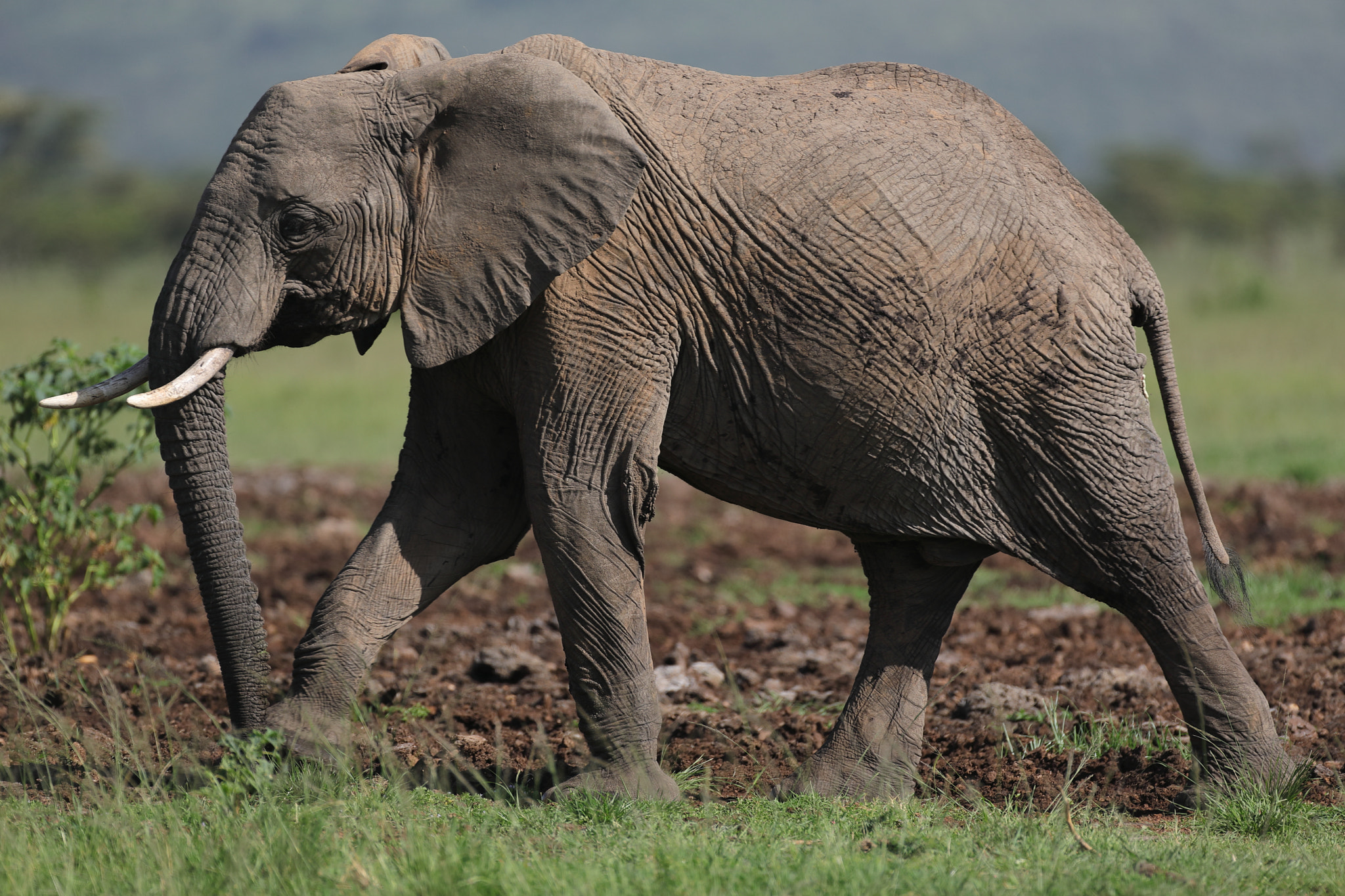 Canon EF 500mm F4L IS USM sample photo. Elephant # 2 photography