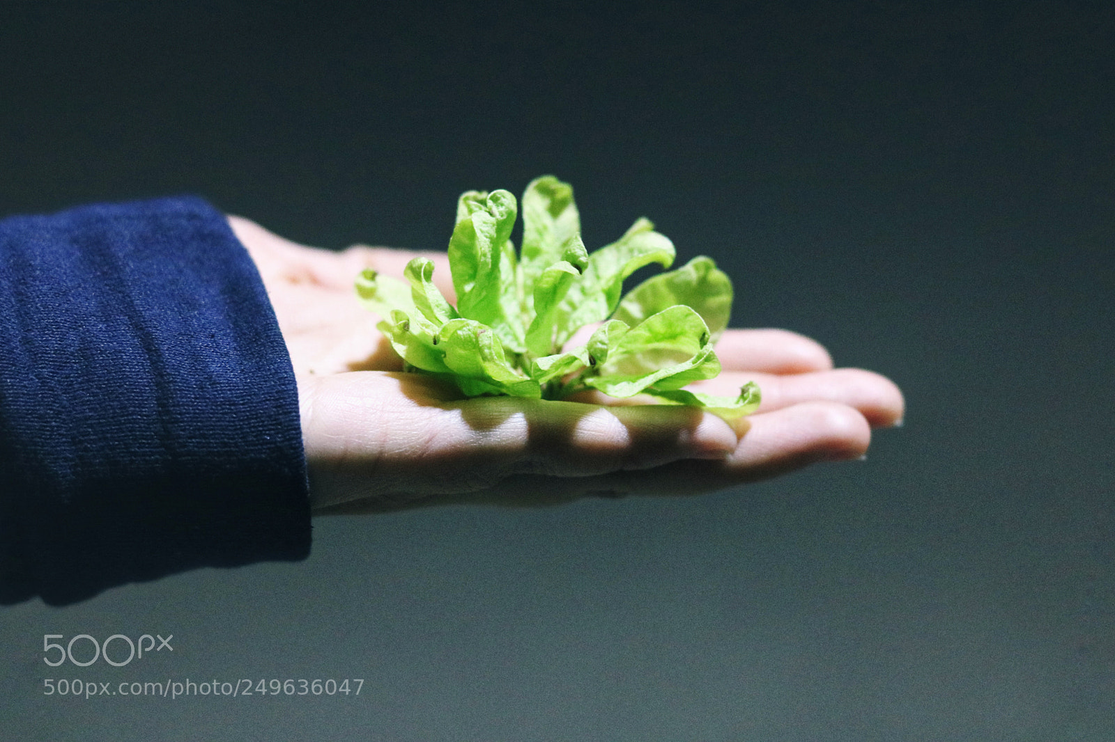 Canon EOS 760D (EOS Rebel T6s / EOS 8000D) sample photo. Untitled photography