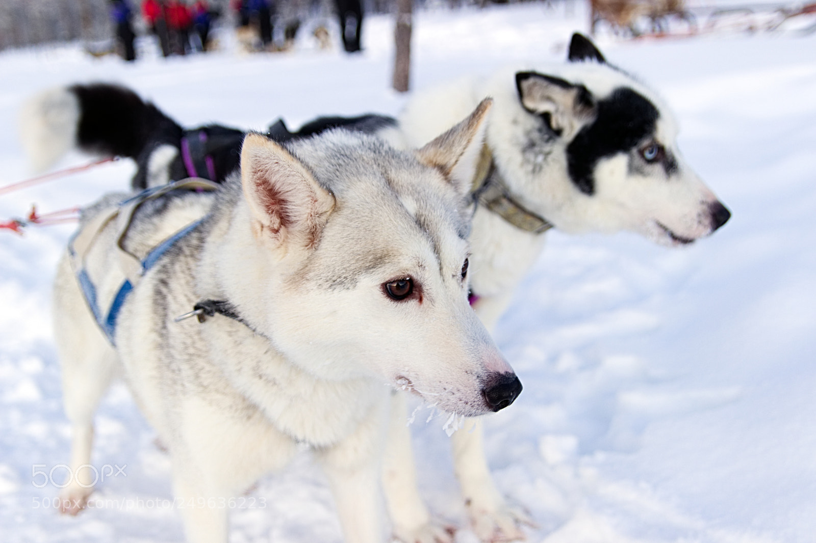Canon EOS 600D (Rebel EOS T3i / EOS Kiss X5) sample photo. Sled dogs photography