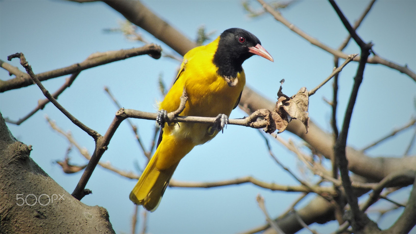 Fujifilm FinePix HS28EXR sample photo. Black headed oriole photography