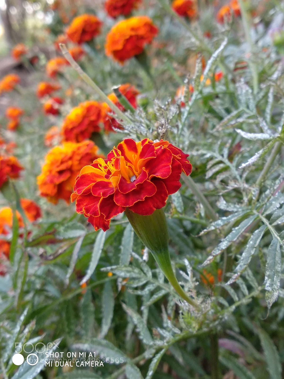 Xiaomi Mi A1 sample photo. Marigold flower photography