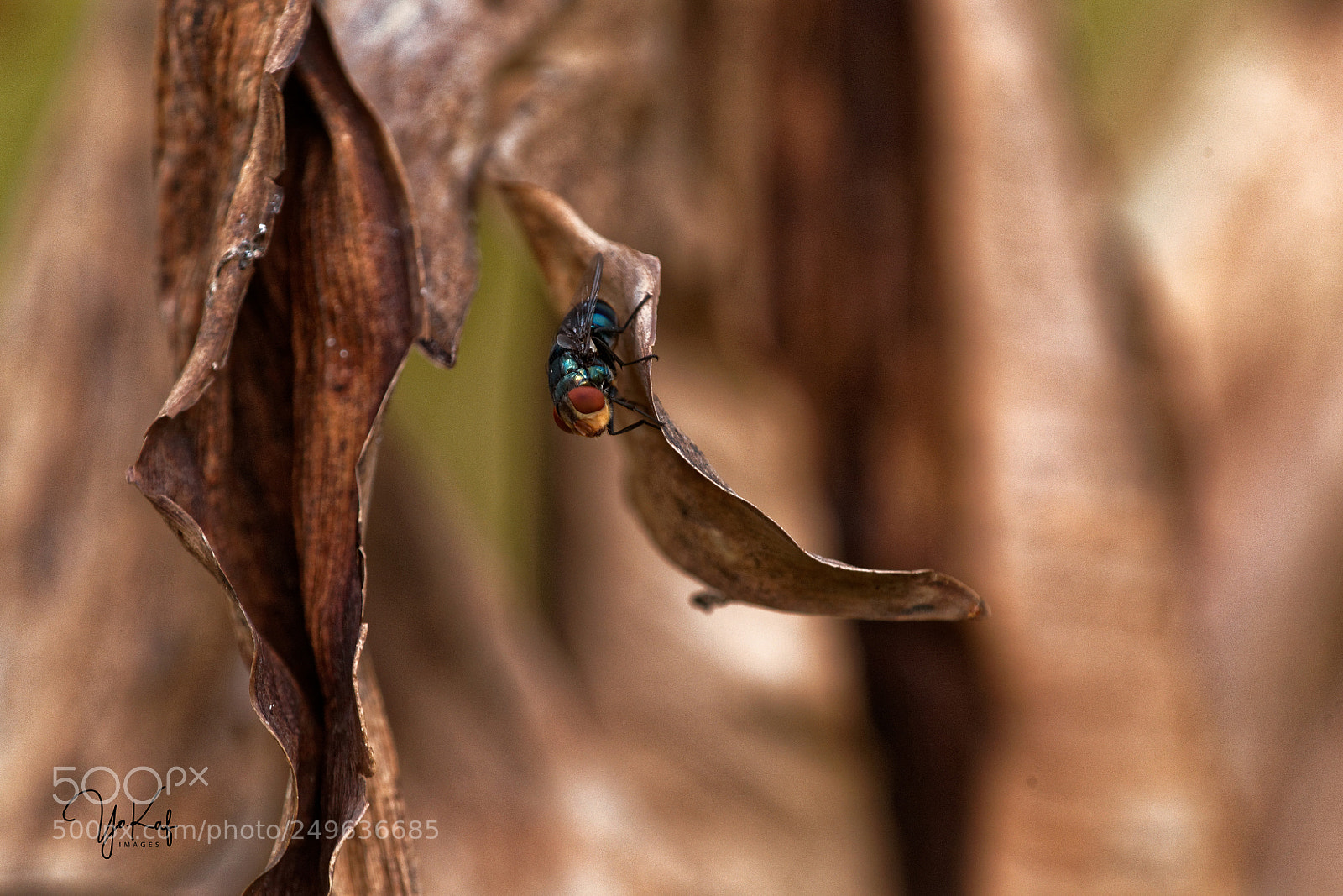 Canon EOS 5D sample photo. Au milieu photography