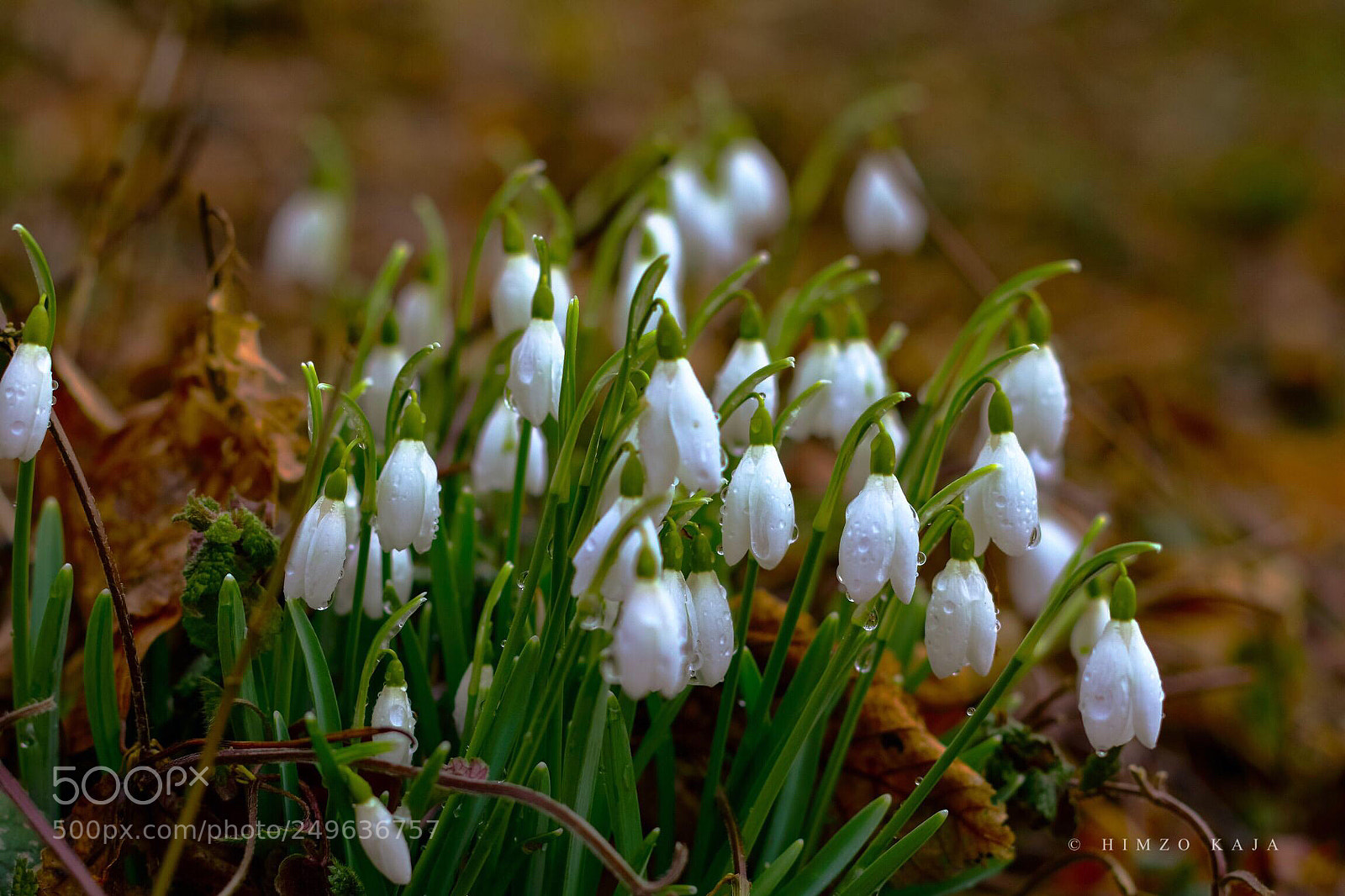 Canon EOS 80D sample photo. Snowdrop photography