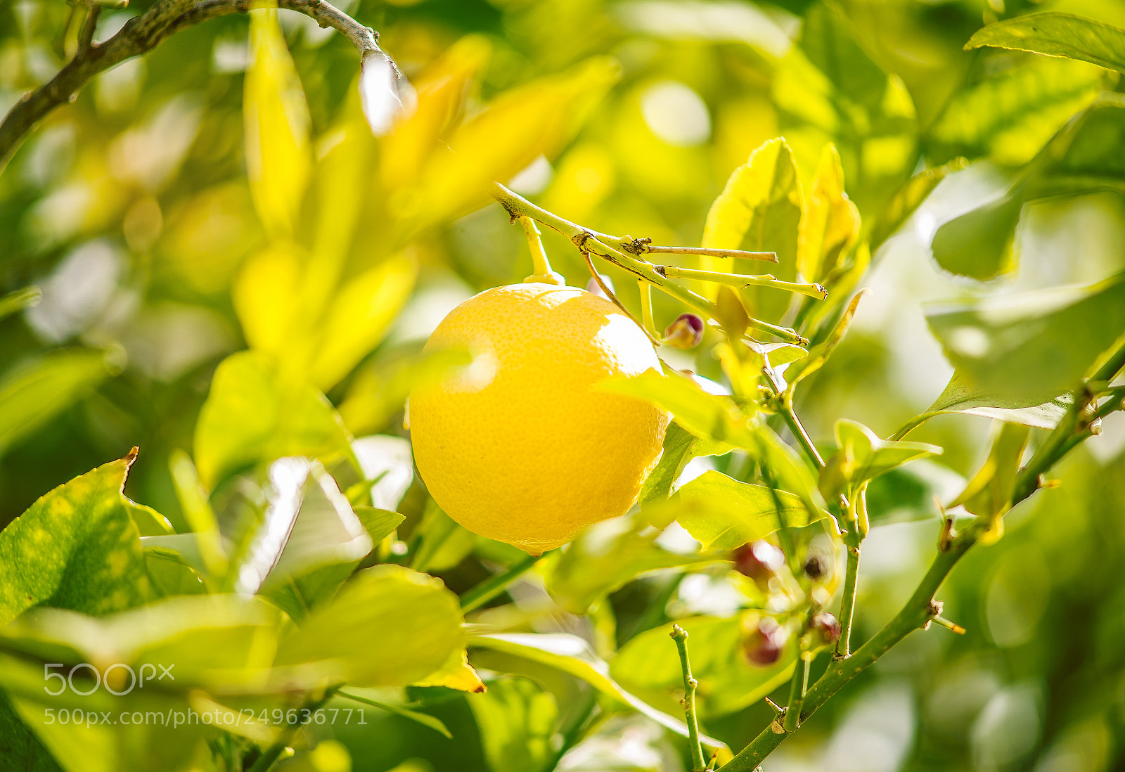 Nikon D600 sample photo. Lemon tree photography