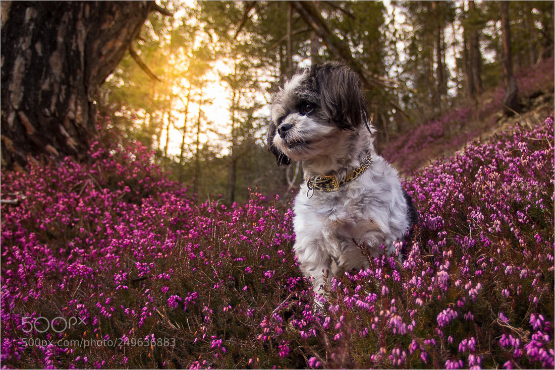 Pentax K-3 sample photo. Amy photography