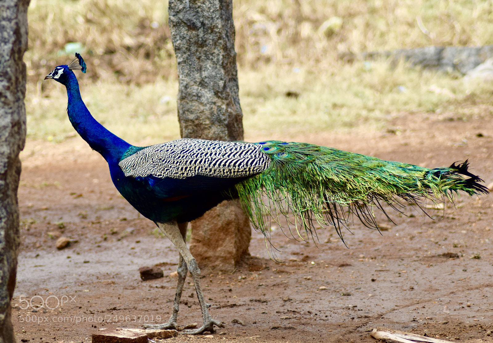 Nikon D5300 sample photo. Peacock photography