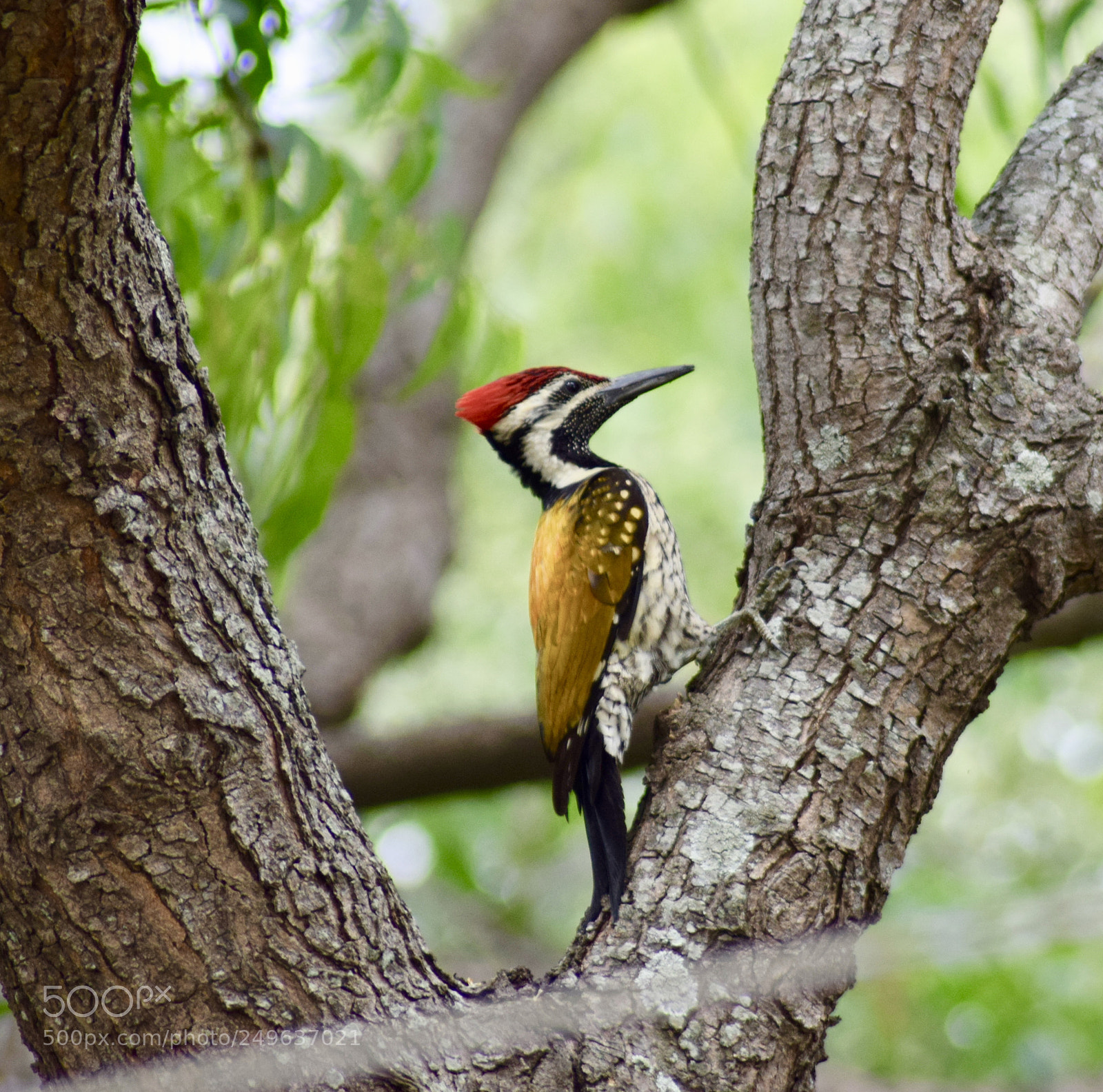 Nikon D5300 sample photo. Woodpecker photography