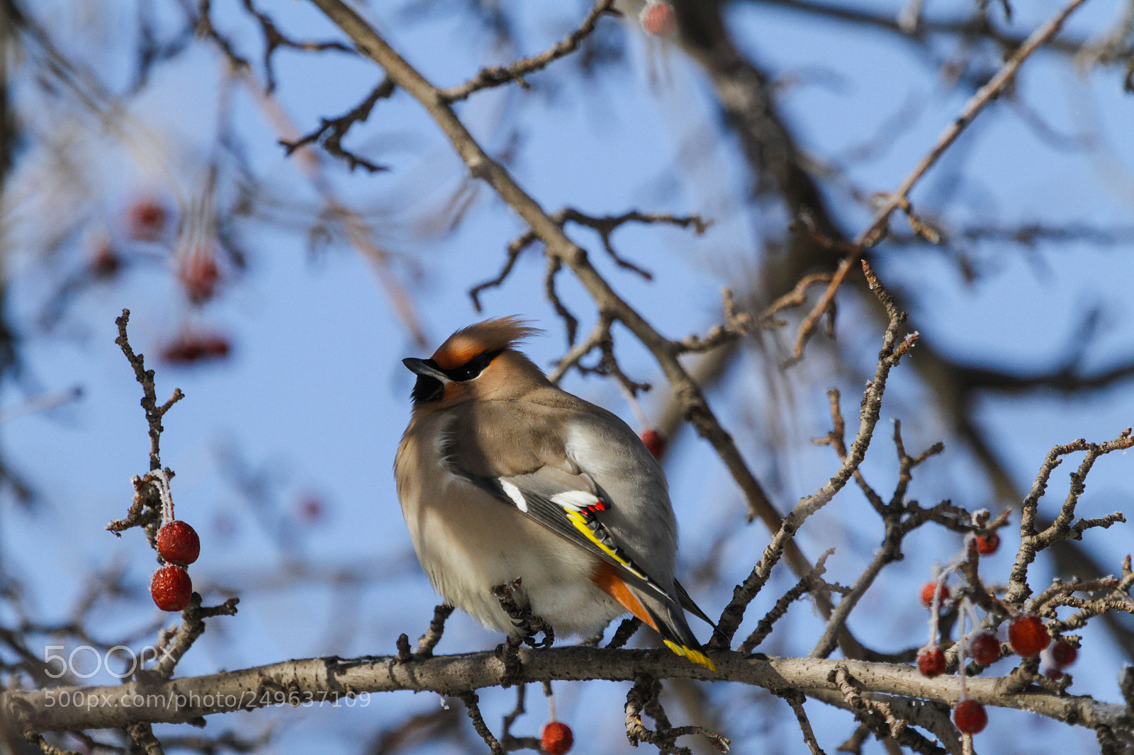 Canon EOS 7D sample photo. Waxwing photography