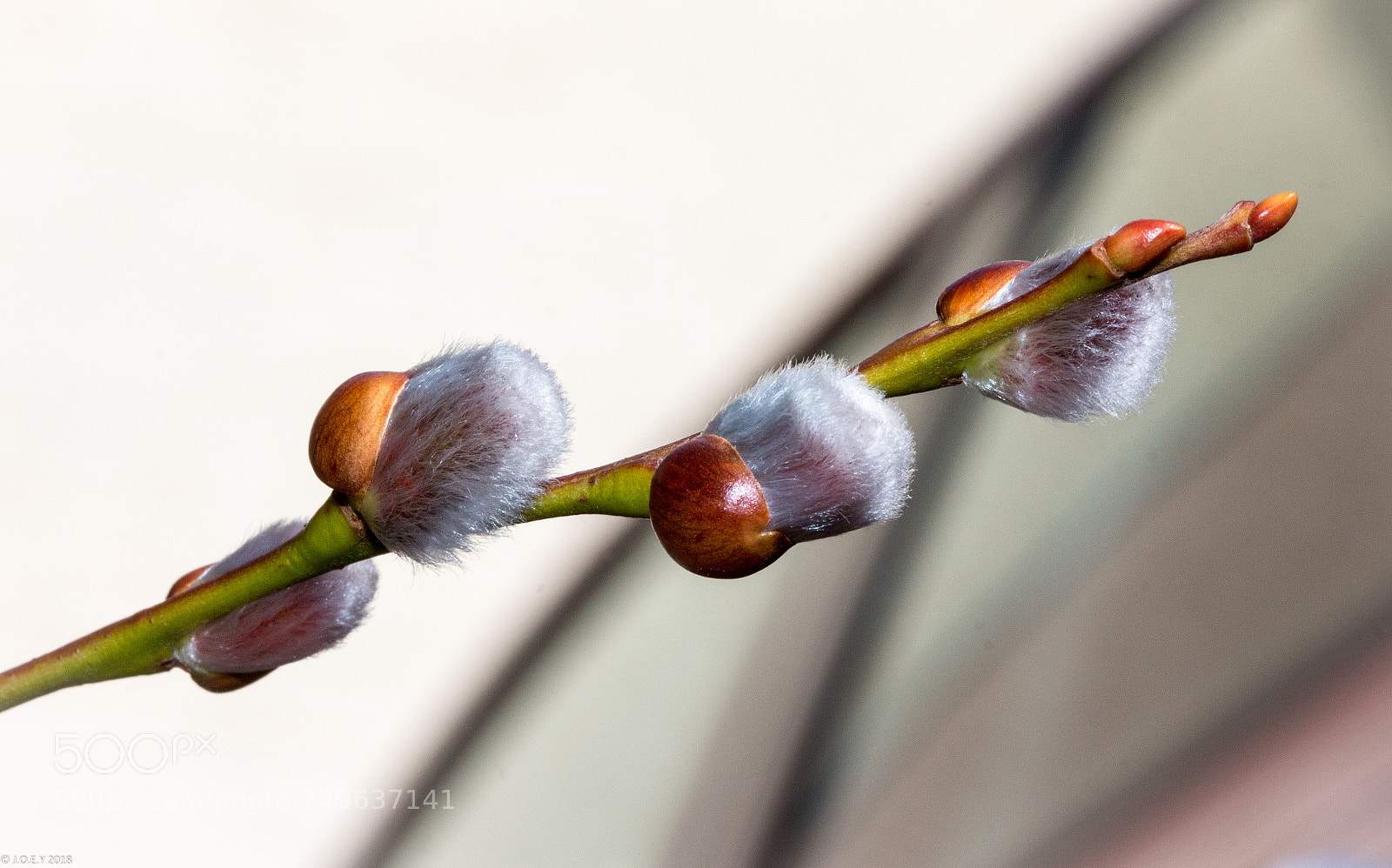 Canon EOS 70D sample photo. Weidenkätzchen photography