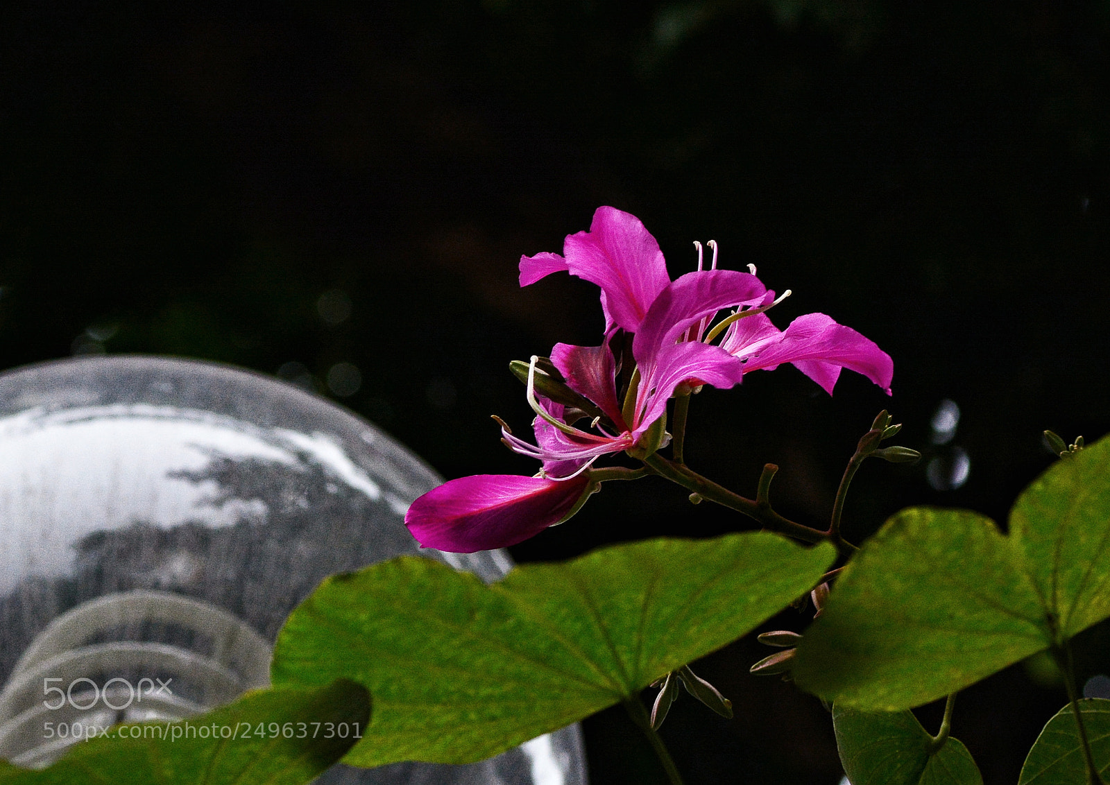 Nikon D7100 sample photo. Untitled photography