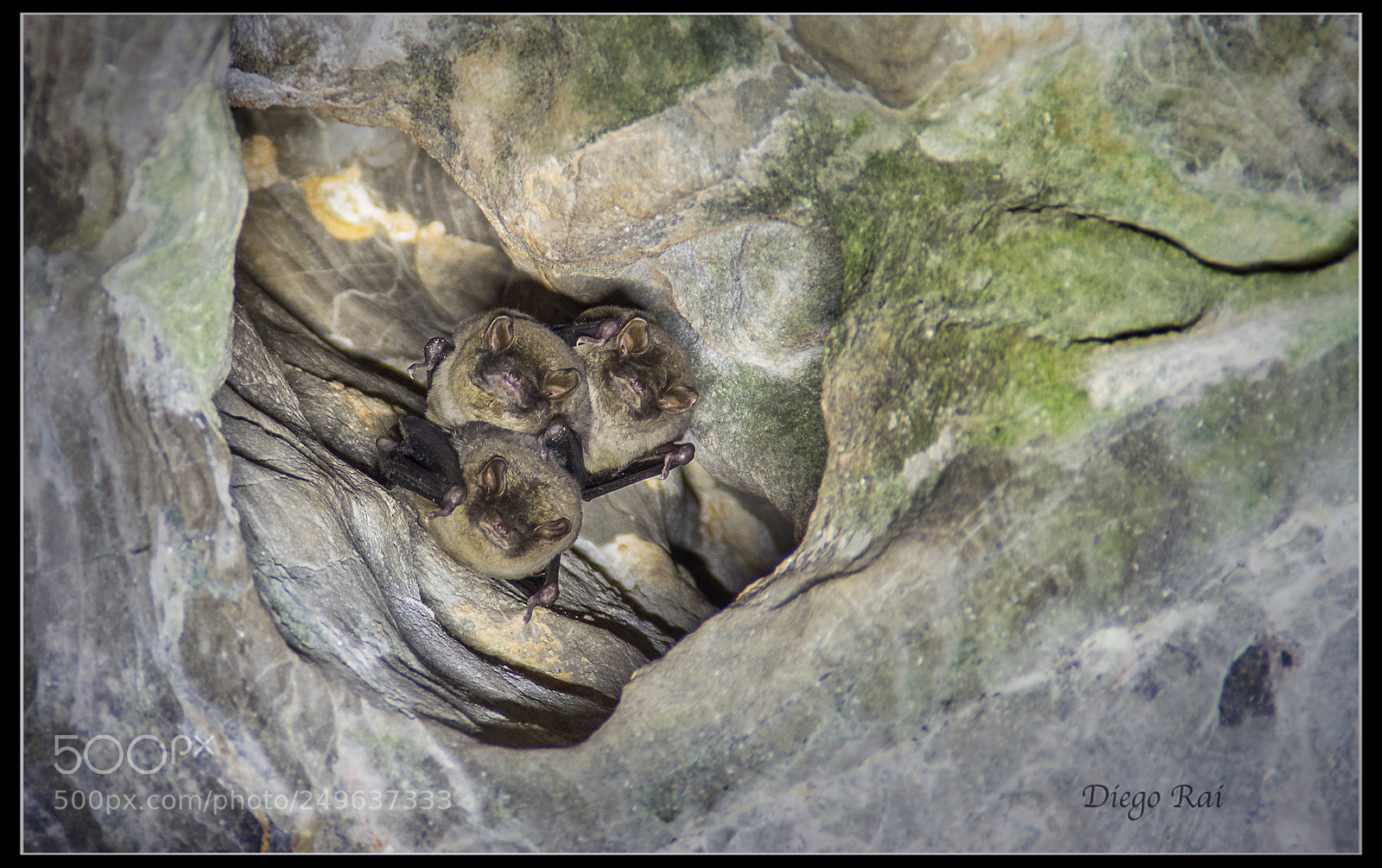 Pentax K-3 sample photo. Tres amigos. photography