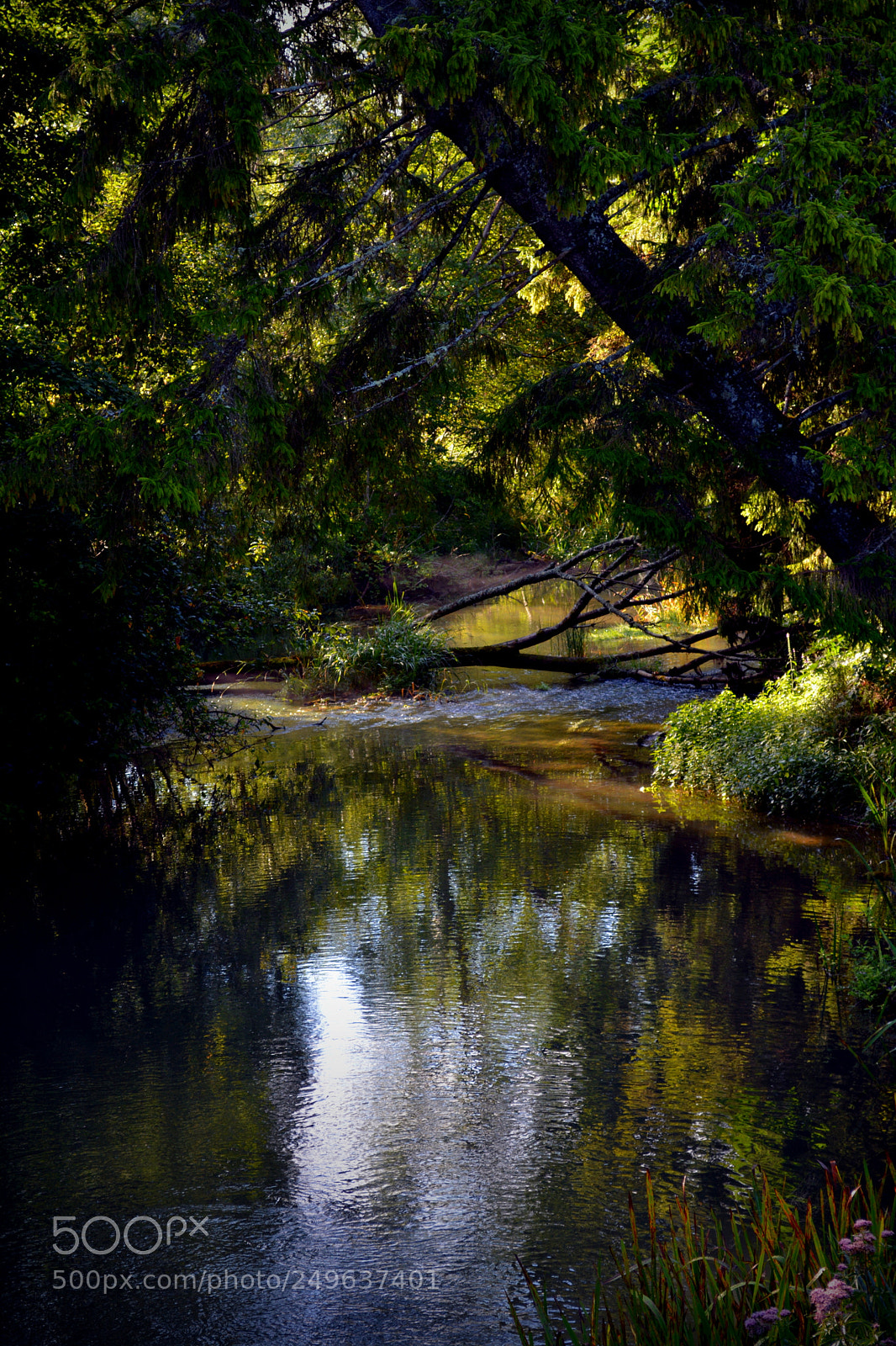 Nikon D5200 sample photo. A quiet corner of photography