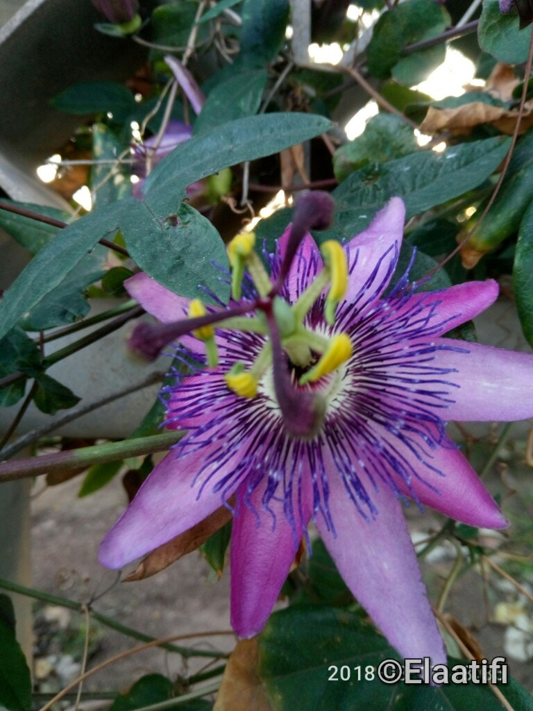 Meizu M3s sample photo. Flor photography