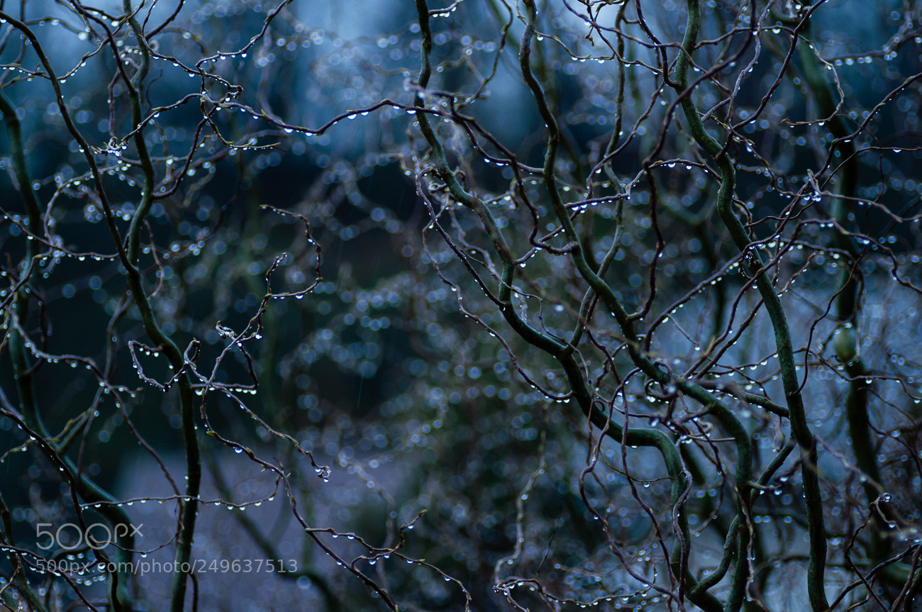 Nikon D90 sample photo. The willow tree photography