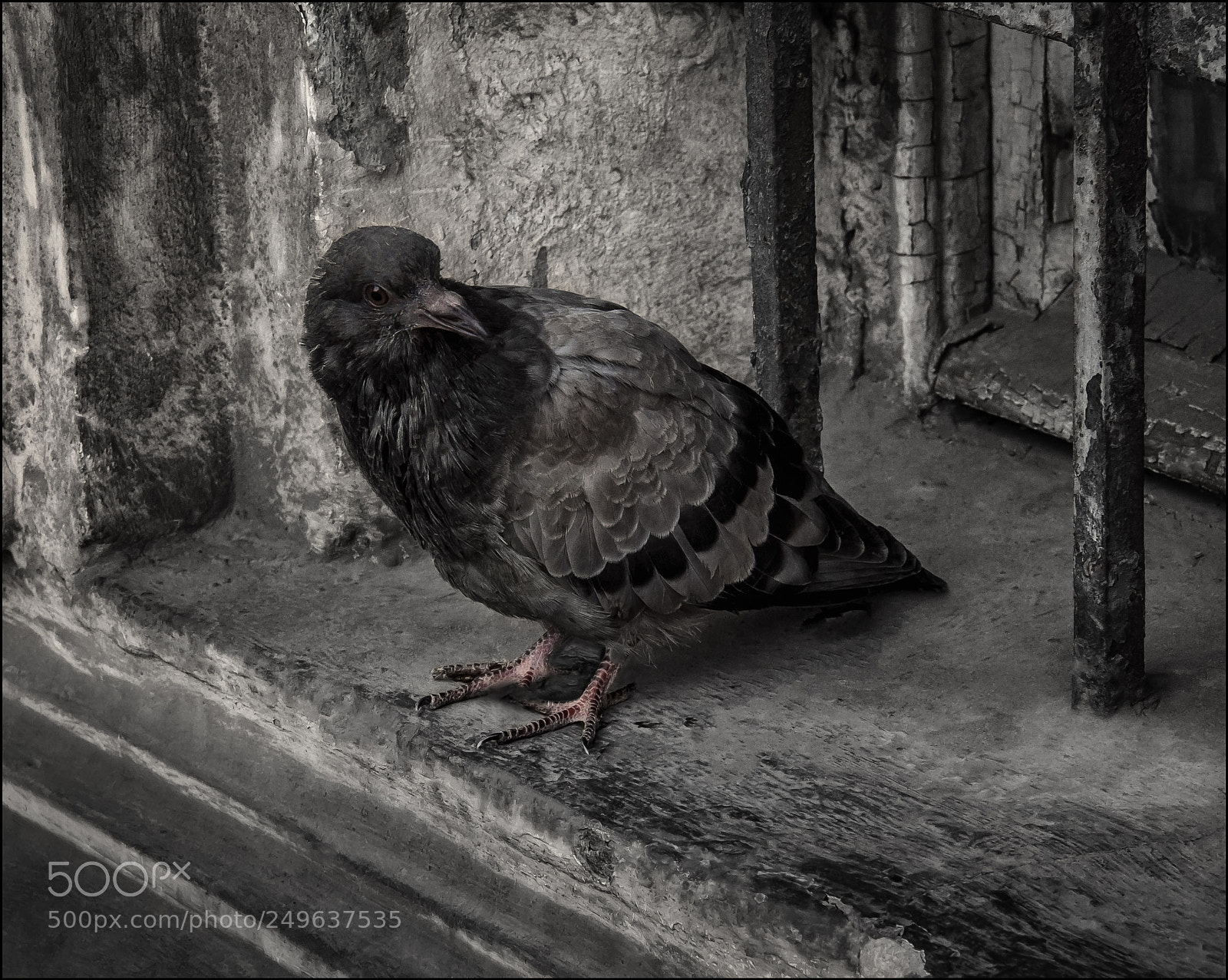 Canon EOS 500D (EOS Rebel T1i / EOS Kiss X3) sample photo. A crow photography