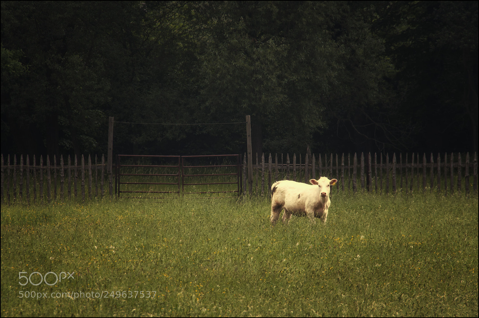 Canon EOS 500D (EOS Rebel T1i / EOS Kiss X3) sample photo. A cow photography