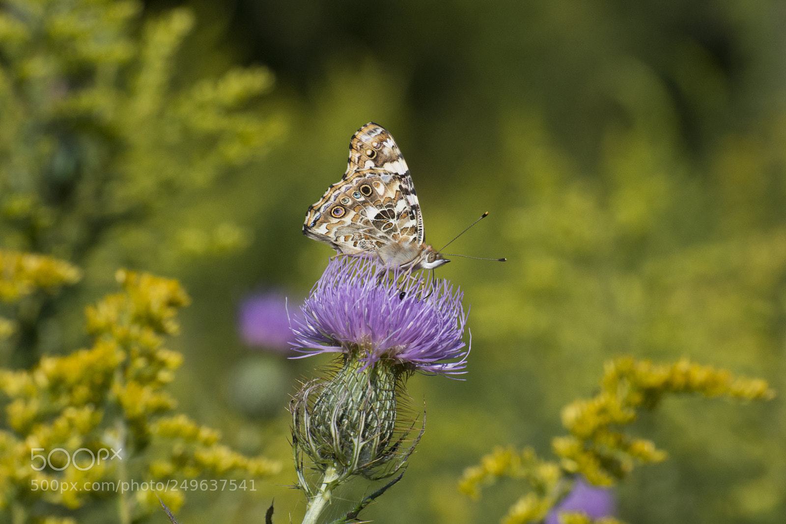 Nikon D7200 sample photo. Butterfly 2017-185 photography